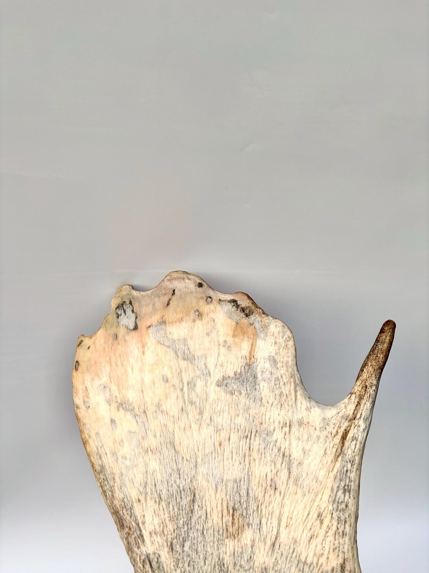 Moose Antler Set - Crafting, Decor and More