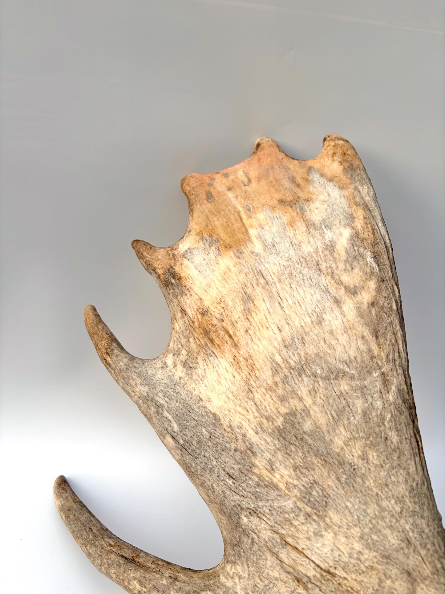 Moose Antler Set - Crafting, Decor and More
