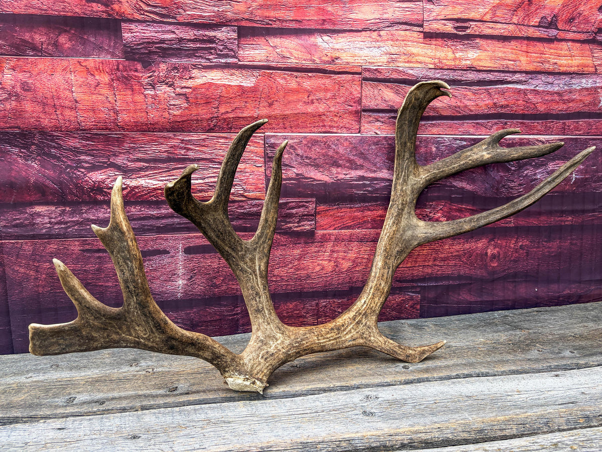 Shed Reindeer Antler. Interior Decor & Design Piece. Naturally Shed Caribou Antler