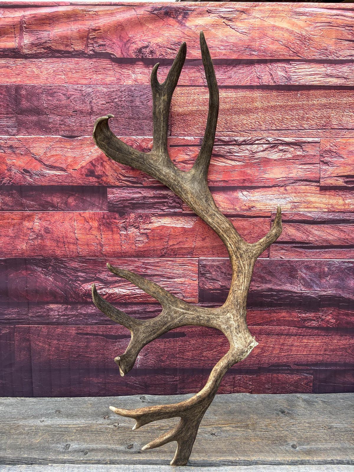 Shed Reindeer Antler. Interior Decor & Design Piece. Naturally Shed Caribou Antler