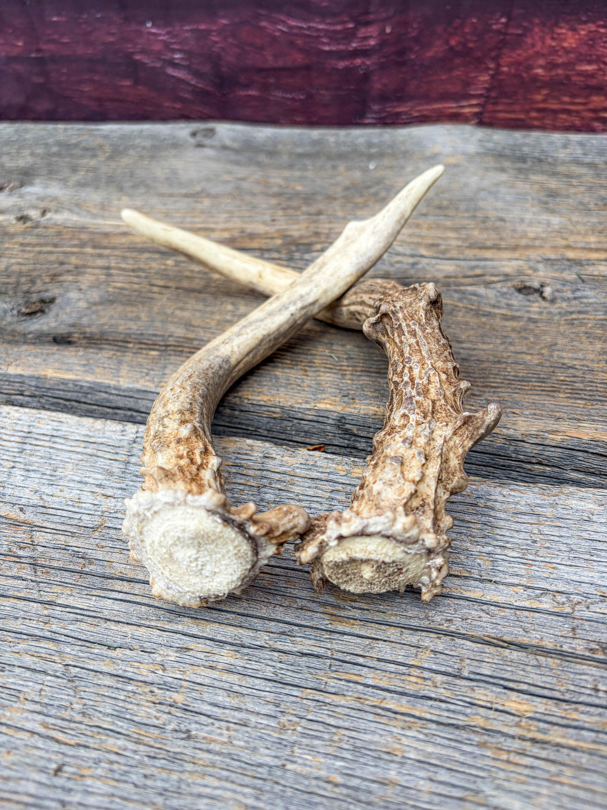 Deer Antlers - Small Matching White-tailed Deer Set. Canadian Buck. Crafting and Decor Antlers