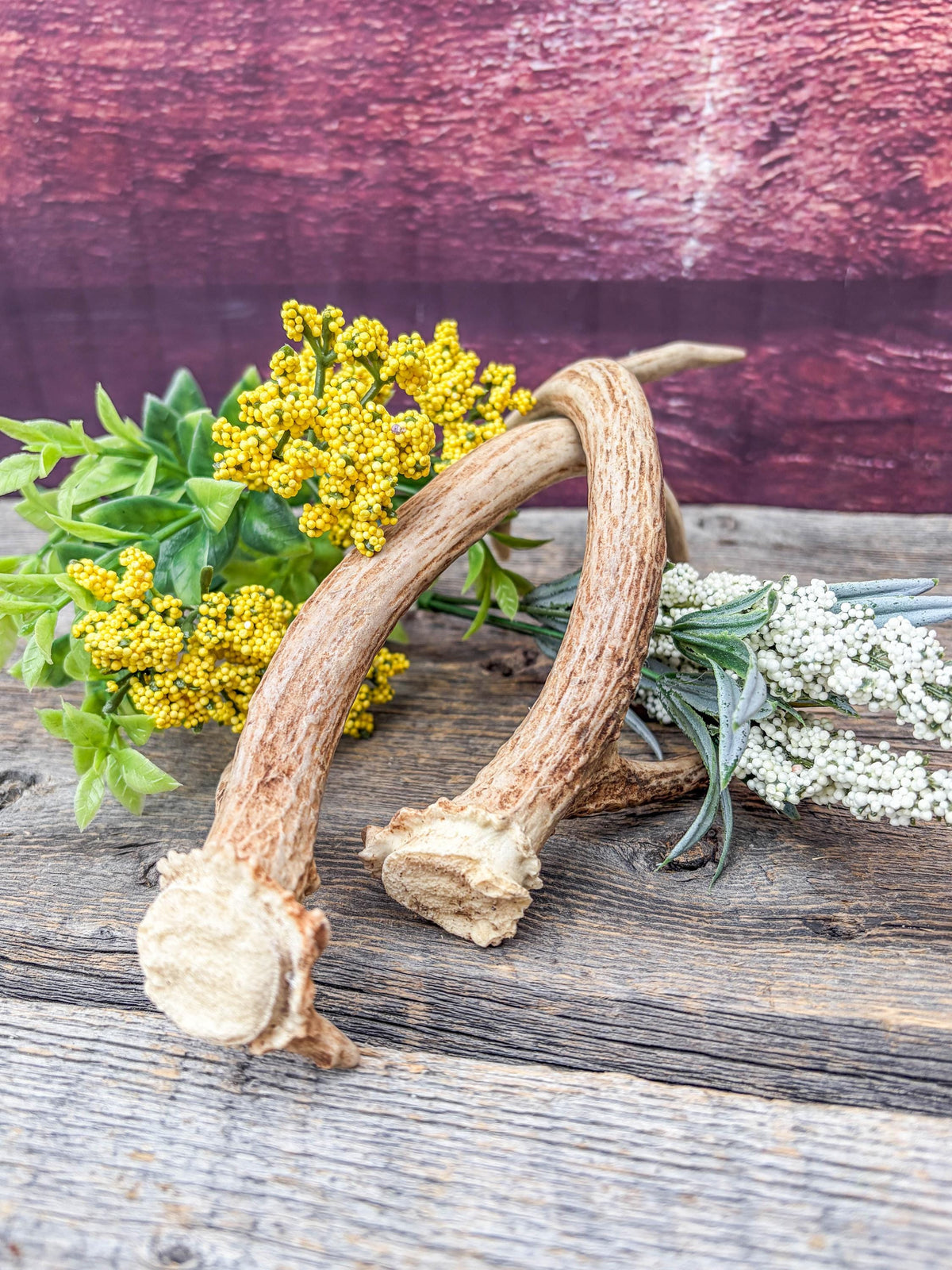 Deer Antlers - Small, Matching, White-tailed Deer Antler set. Crafting and Decor Antlers