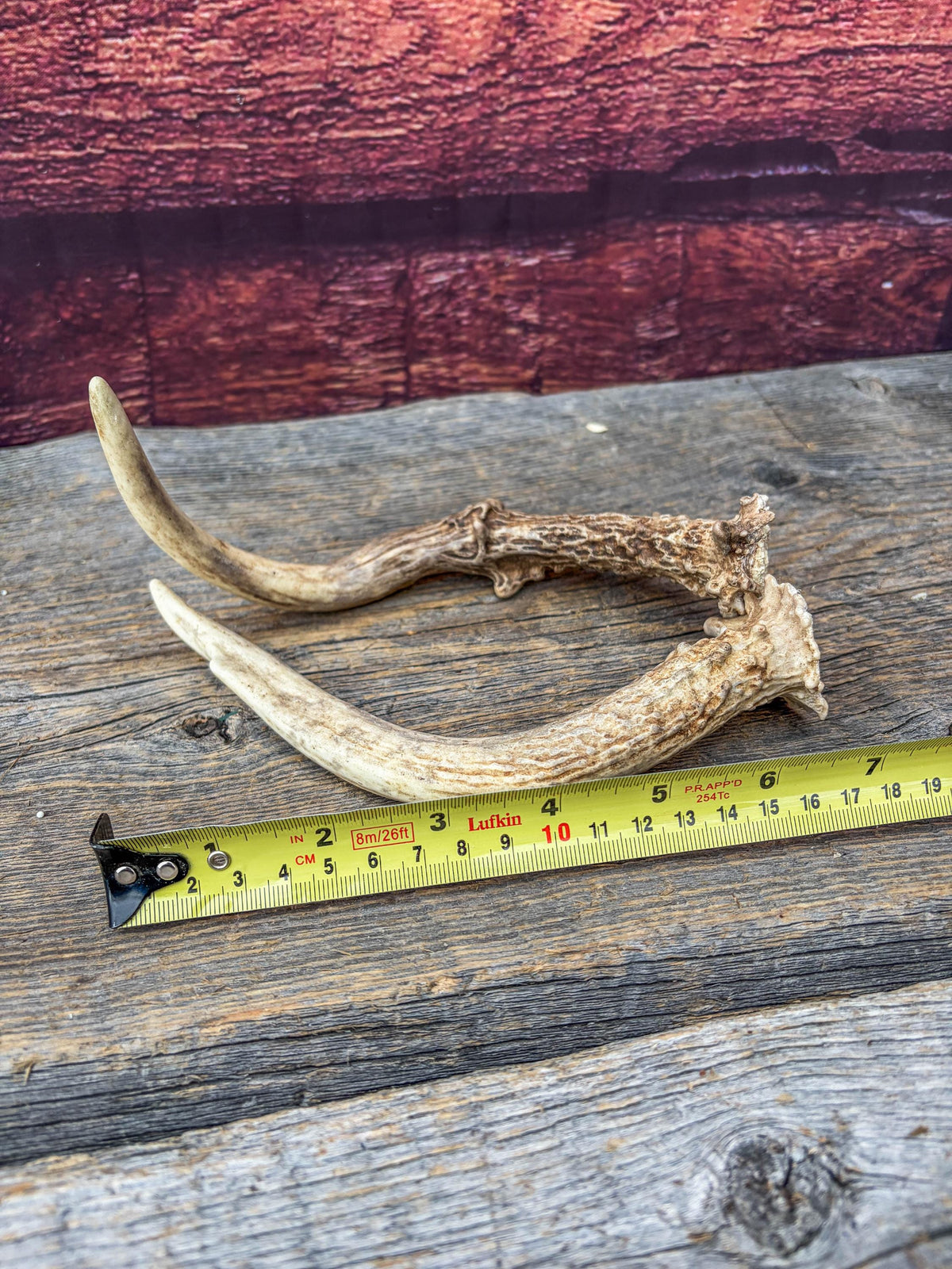 Deer Antlers - Small Matching White-tailed Deer Set. Canadian Buck. Crafting and Decor Antlers