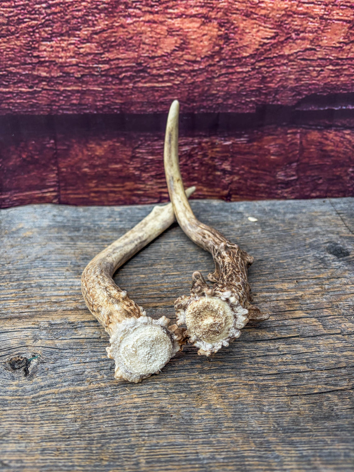 Deer Antlers - Small Matching White-tailed Deer Set. Canadian Buck. Crafting and Decor Antlers