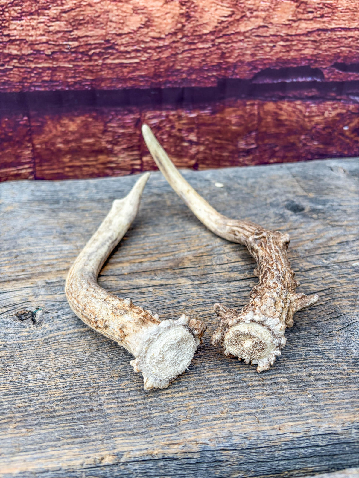 Deer Antlers - Small Matching White-tailed Deer Set. Canadian Buck. Crafting and Decor Antlers
