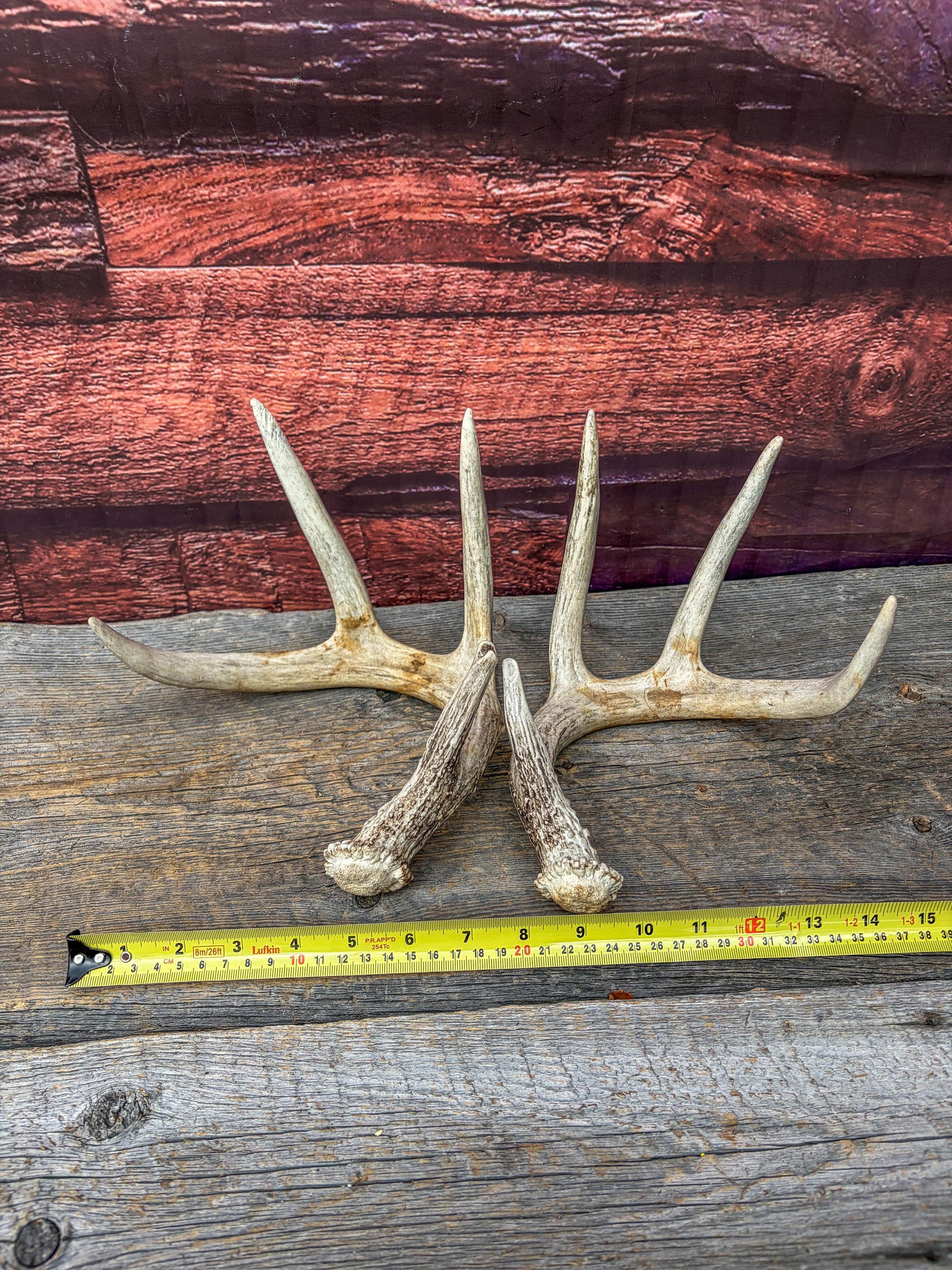 Deer Antlers - Matching Set of White-tailed Deer Antlers. Canadian Buck. Crafting, Decor and More.
