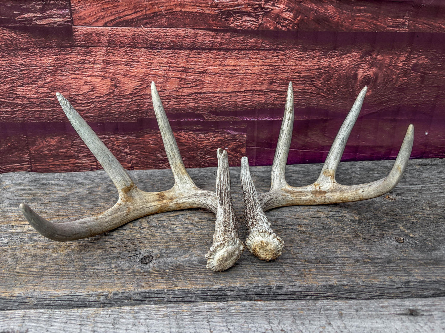 Deer Antlers - Matching Set of White-tailed Deer Antlers. Canadian Buck. Crafting, Decor and More.