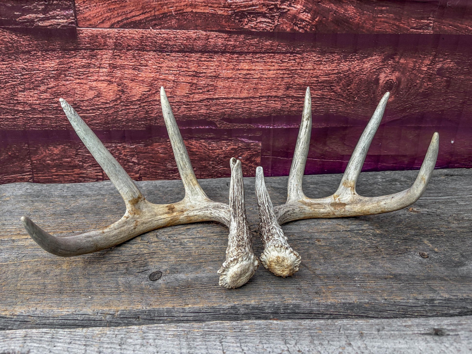Deer Antlers - Matching Set of White-tailed Deer Antlers. Canadian Buck. Crafting, Decor and More.