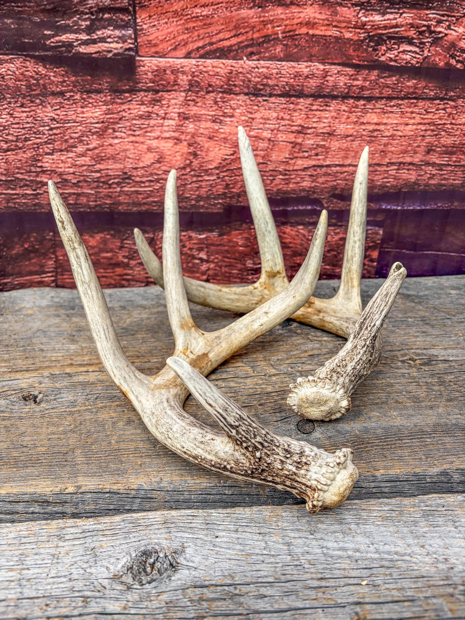 Deer Antlers - Matching Set of White-tailed Deer Antlers. Canadian Buck. Crafting, Decor and More.