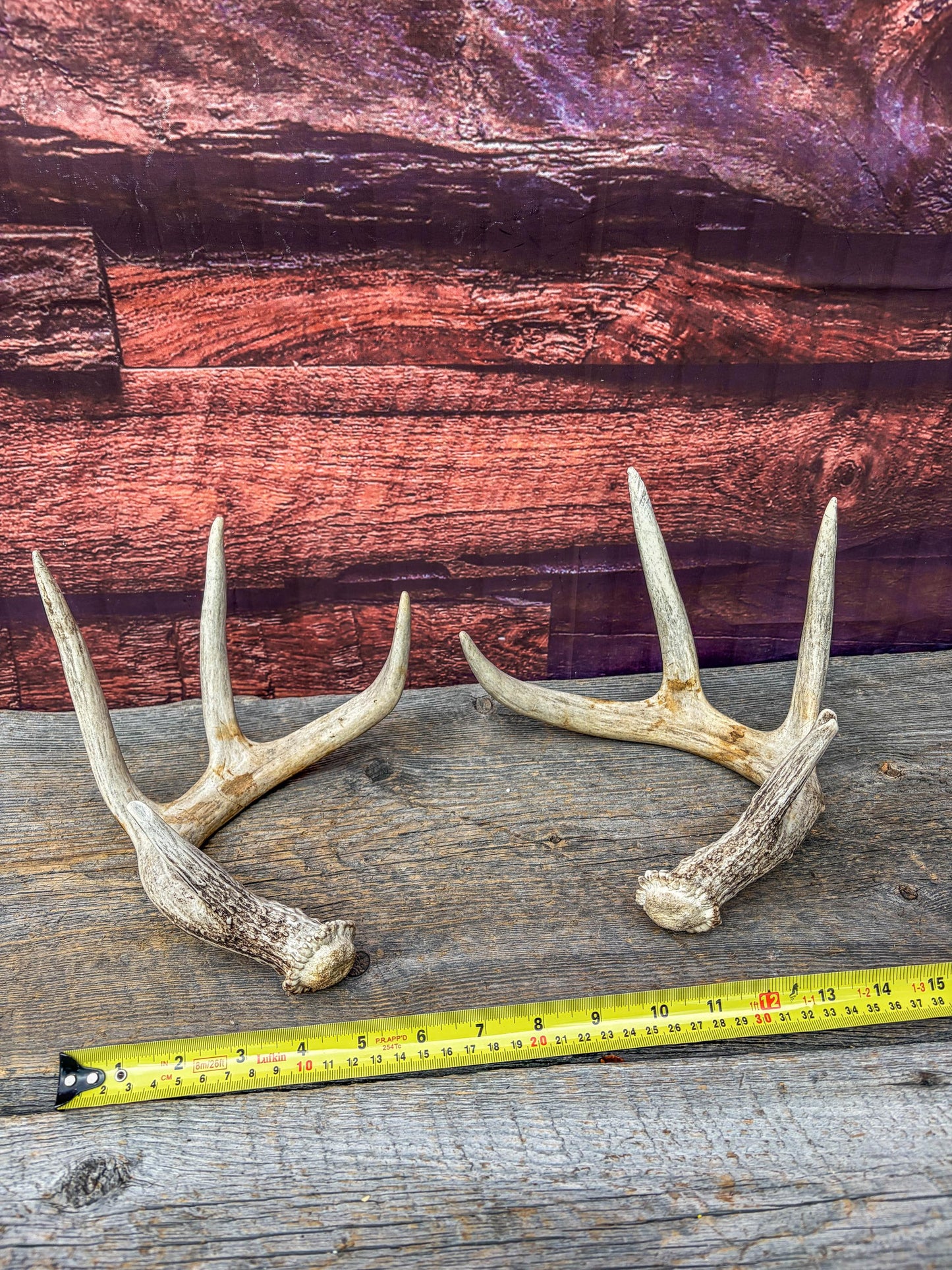 Deer Antlers - Matching Set of White-tailed Deer Antlers. Canadian Buck. Crafting, Decor and More.