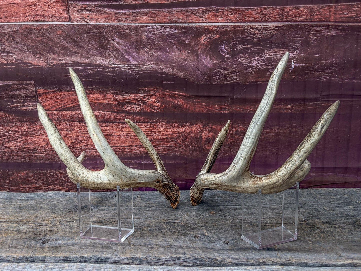 White-tailed Deer Antlers - Large Matching Set. Decor, Crafting and More.