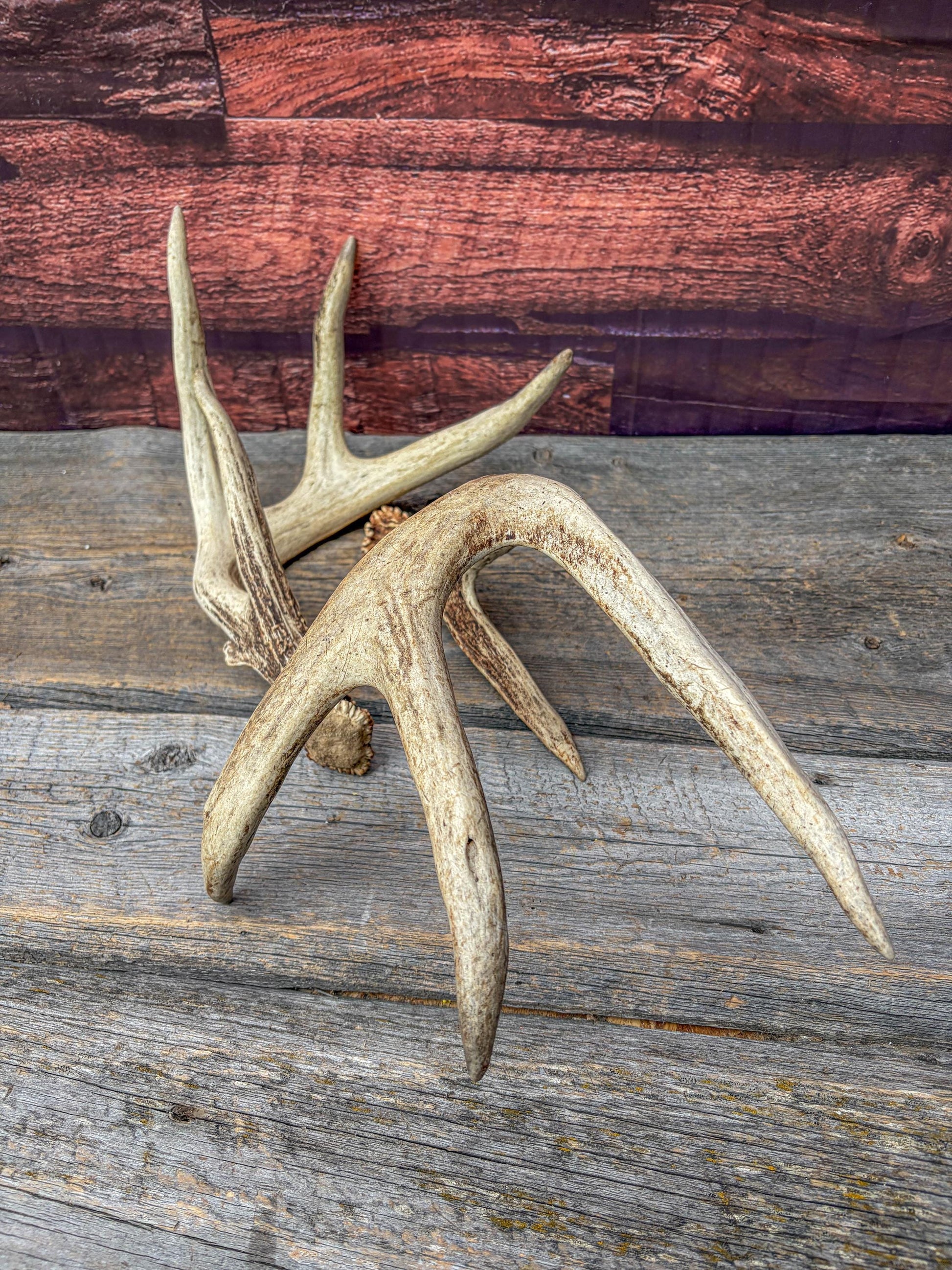 White-tailed Deer Antlers - Large Matching Set. Decor, Crafting and More.
