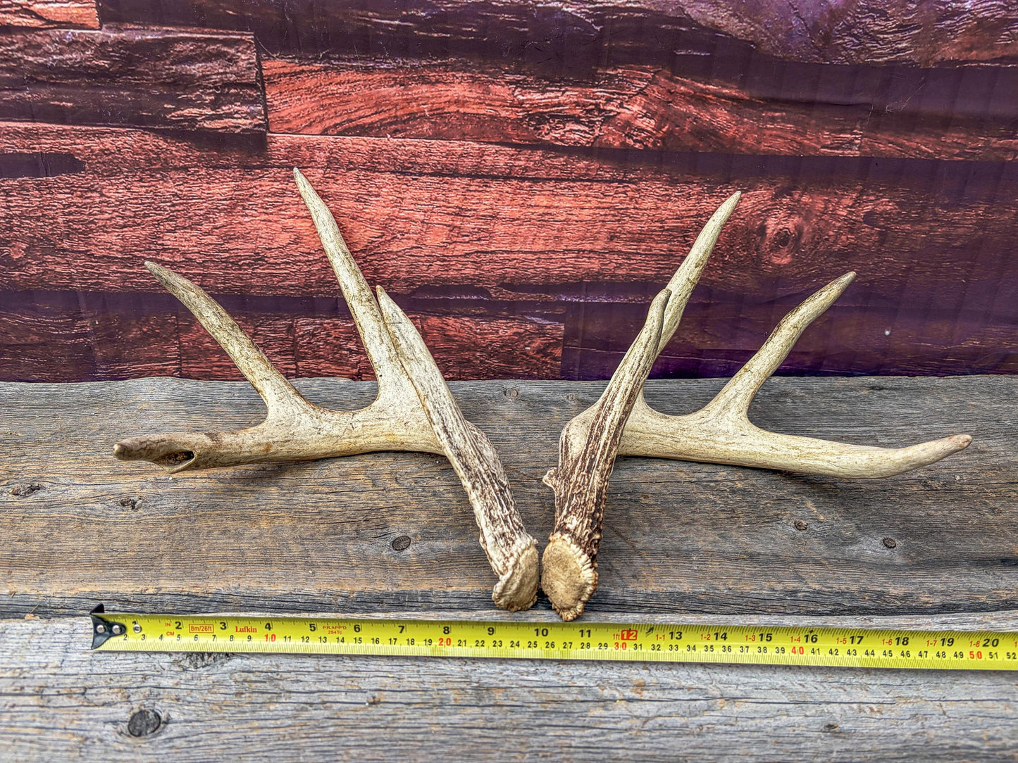 White-tailed Deer Antlers - Large Matching Set. Decor, Crafting and More.