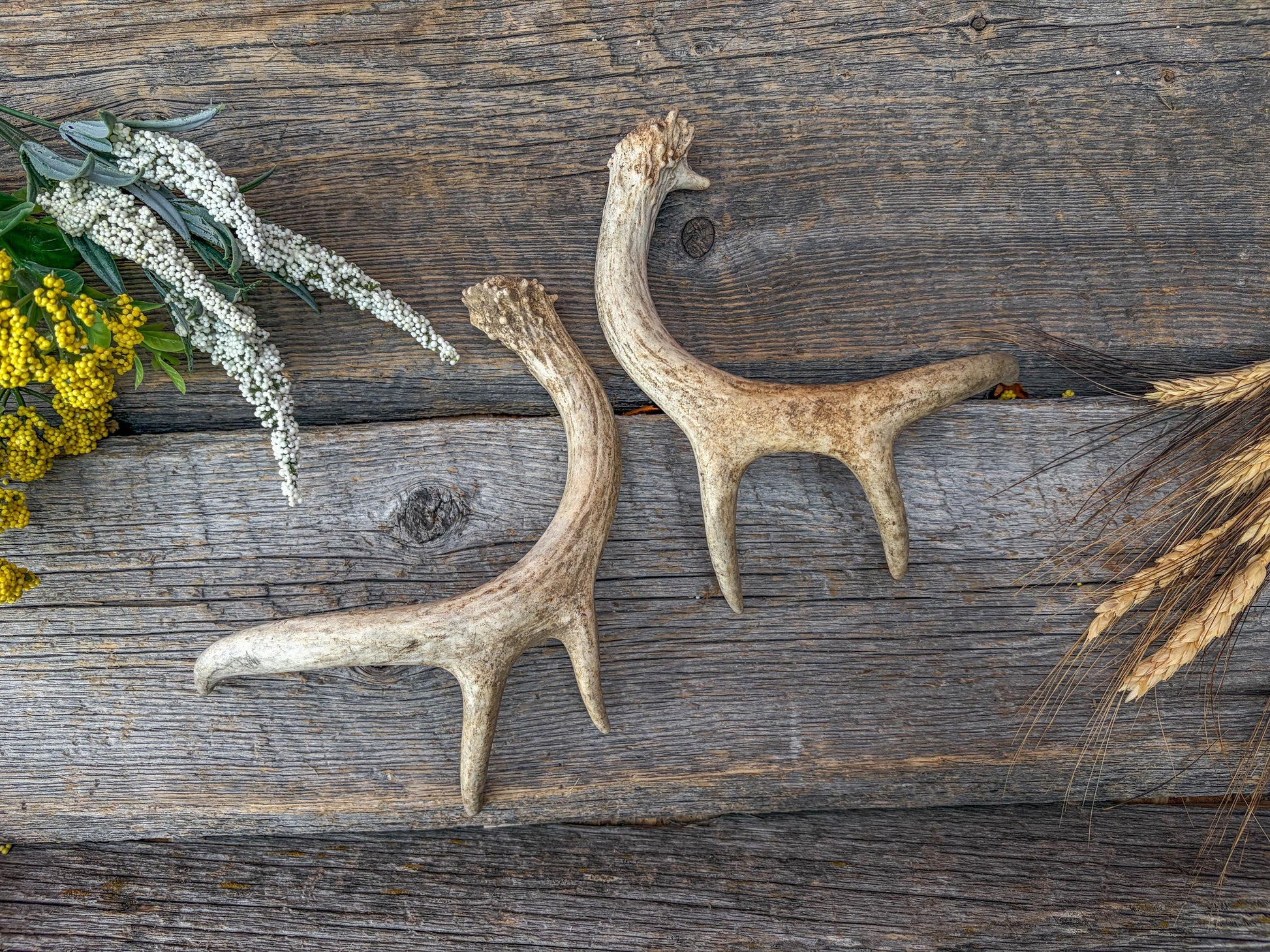 Deer Antlers - White-tailed Deer Matching set. Canadian Buck. Crafting and Decor Antlers