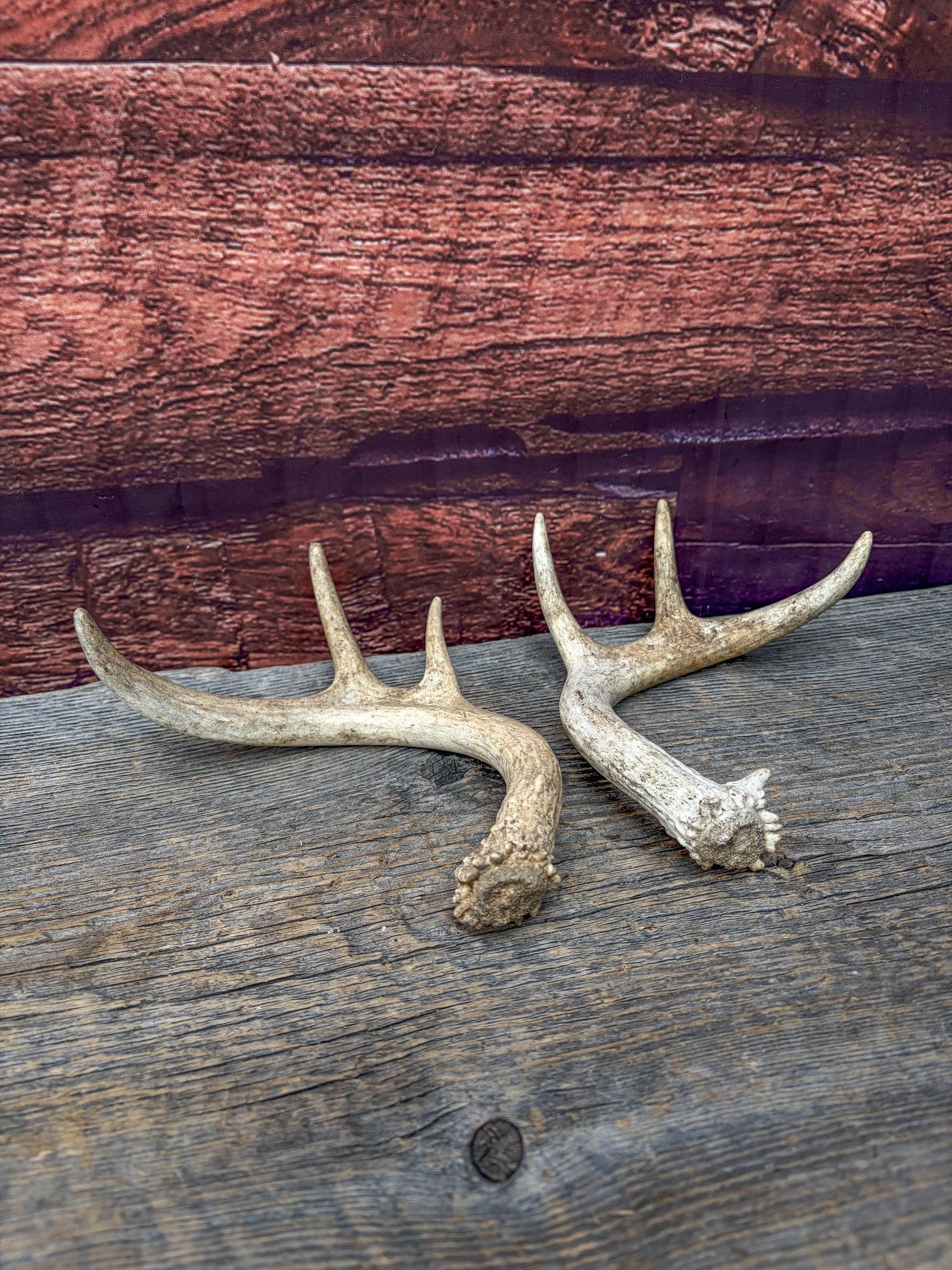 Deer Antlers - White-tailed Deer Matching set. Canadian Buck. Crafting and Decor Antlers