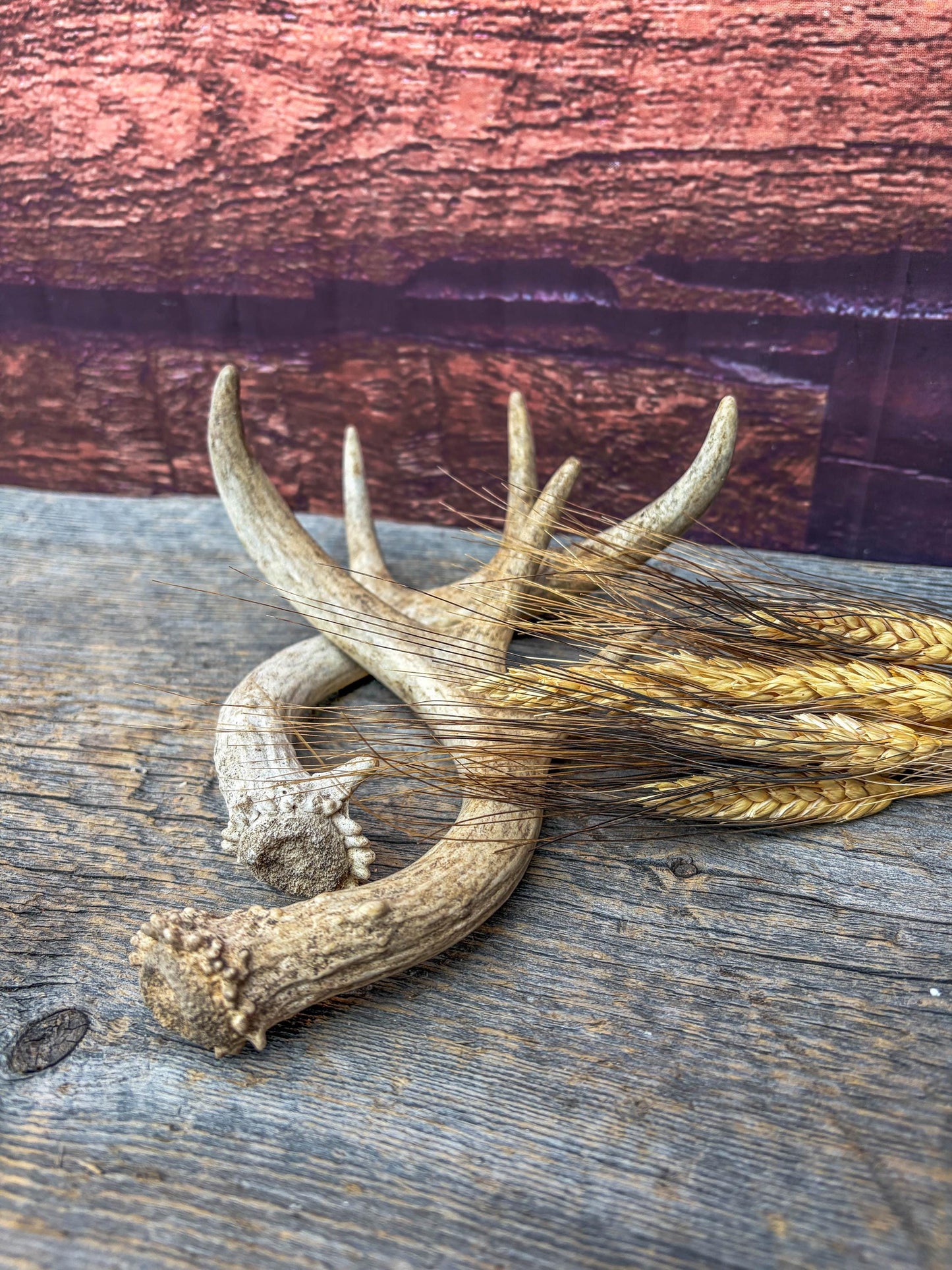 Deer Antlers - White-tailed Deer Matching set. Canadian Buck. Crafting and Decor Antlers