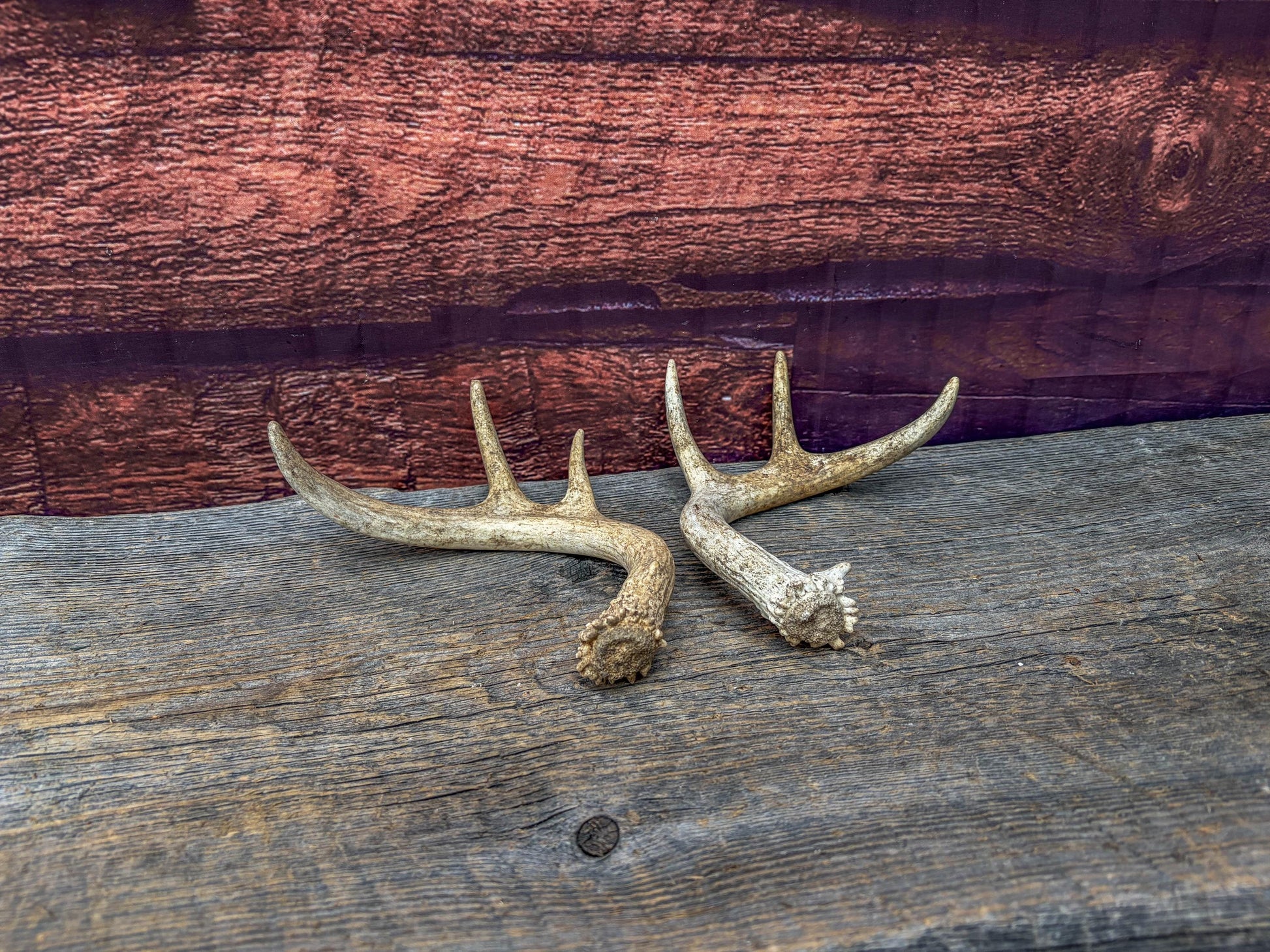 Deer Antlers - White-tailed Deer Matching set. Canadian Buck. Crafting and Decor Antlers