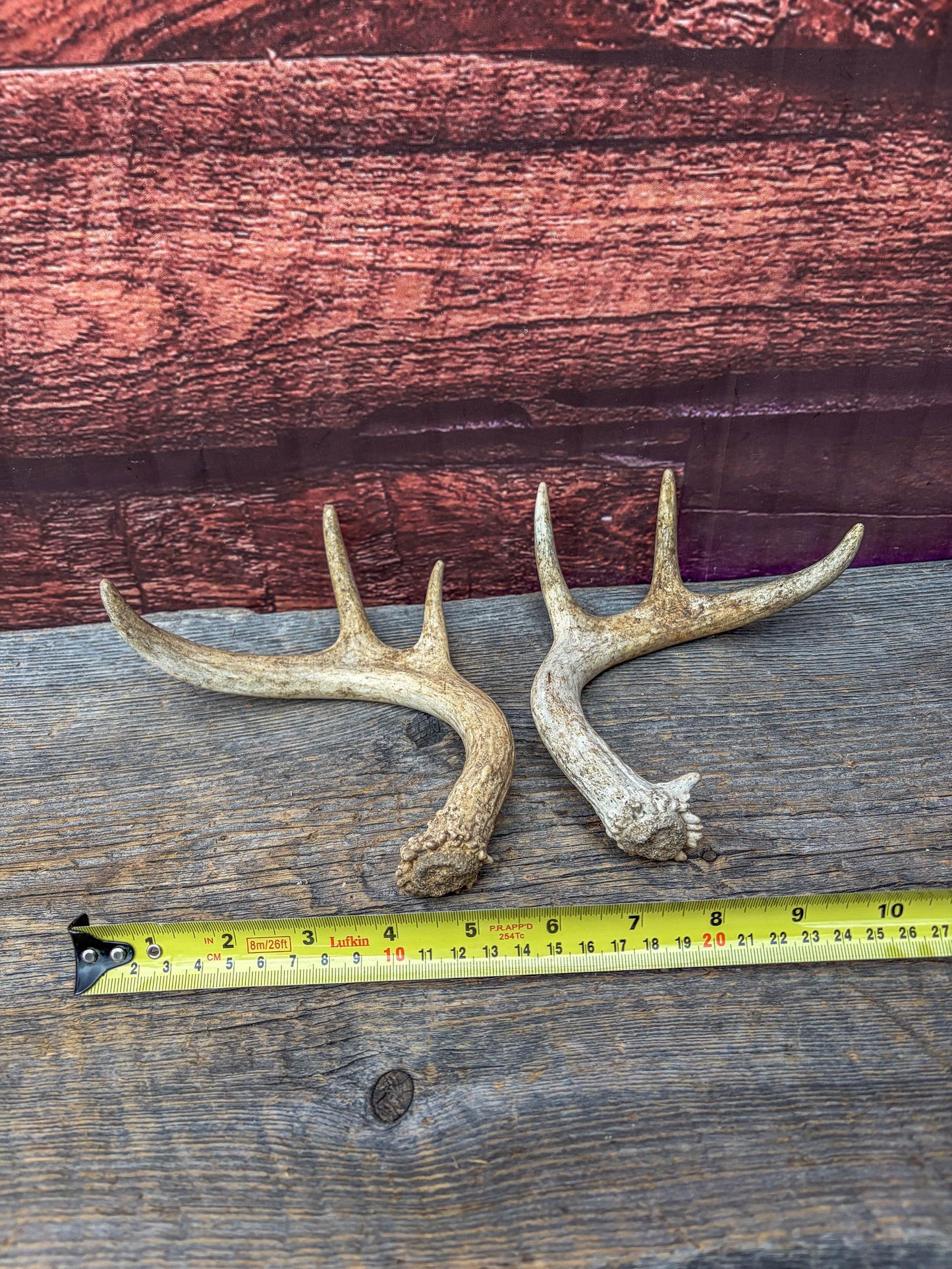 Deer Antlers - White-tailed Deer Matching set. Canadian Buck. Crafting and Decor Antlers