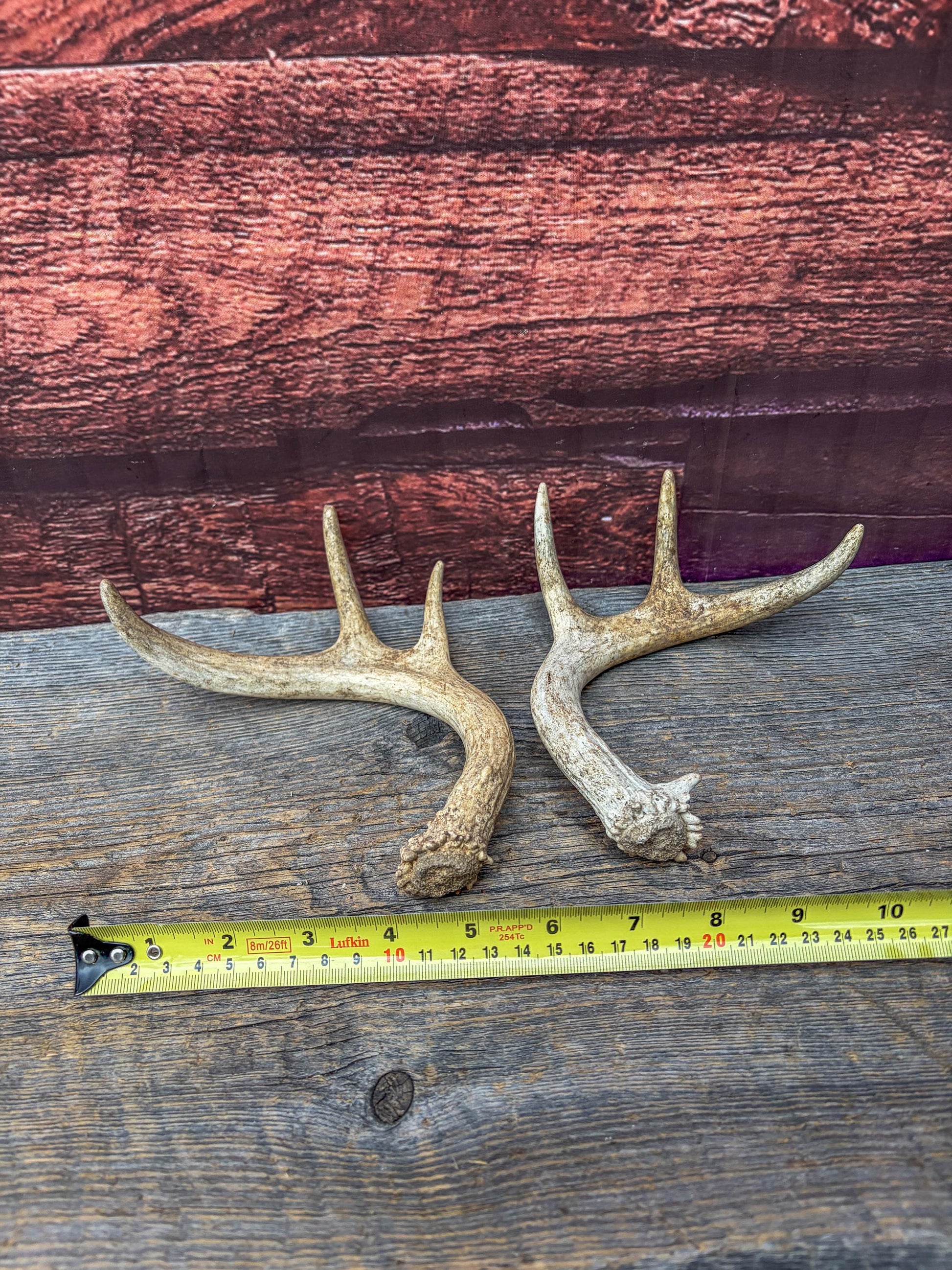 Deer Antlers - White-tailed Deer Matching set. Canadian Buck. Crafting and Decor Antlers