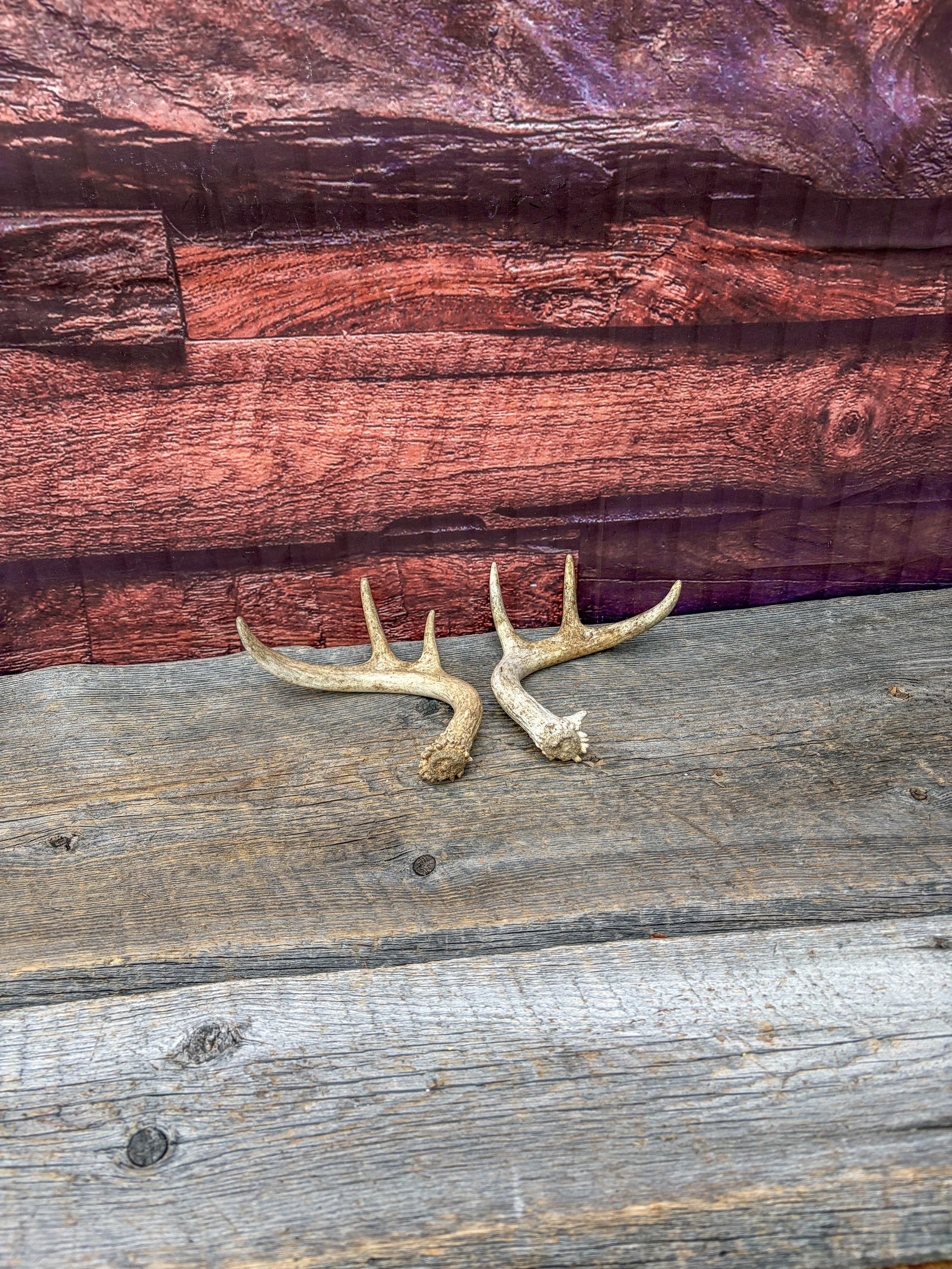 Deer Antlers - White-tailed Deer Matching set. Canadian Buck. Crafting and Decor Antlers
