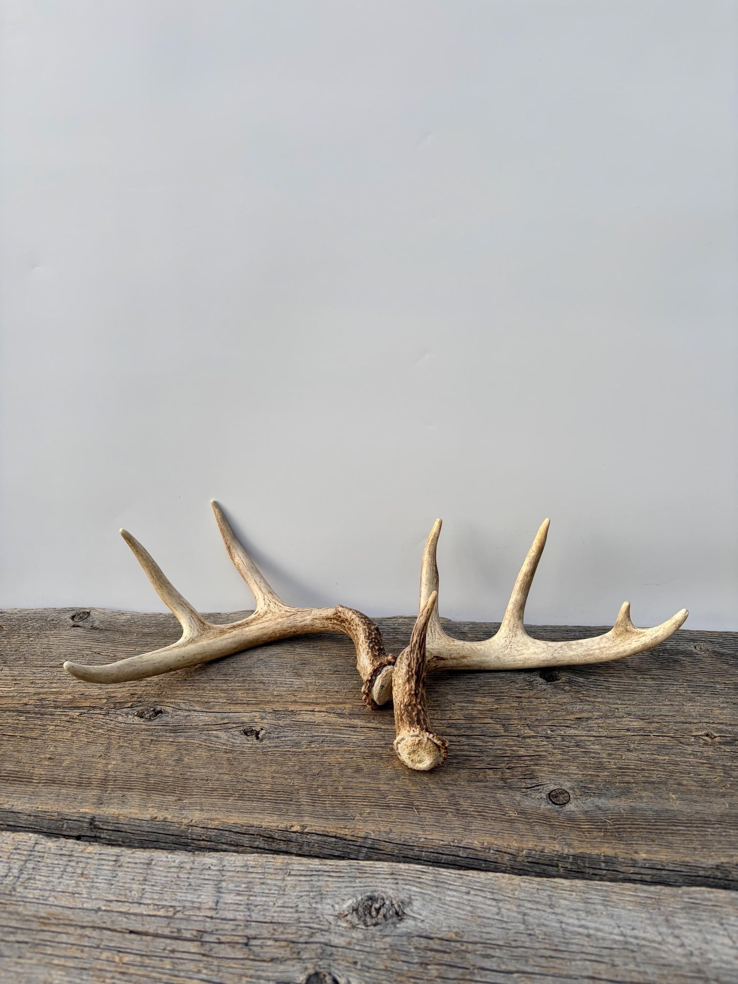 Deer Antlers - White-tailed Deer Matching set. Canadian Buck. Small Crafting and Decor Antlers
