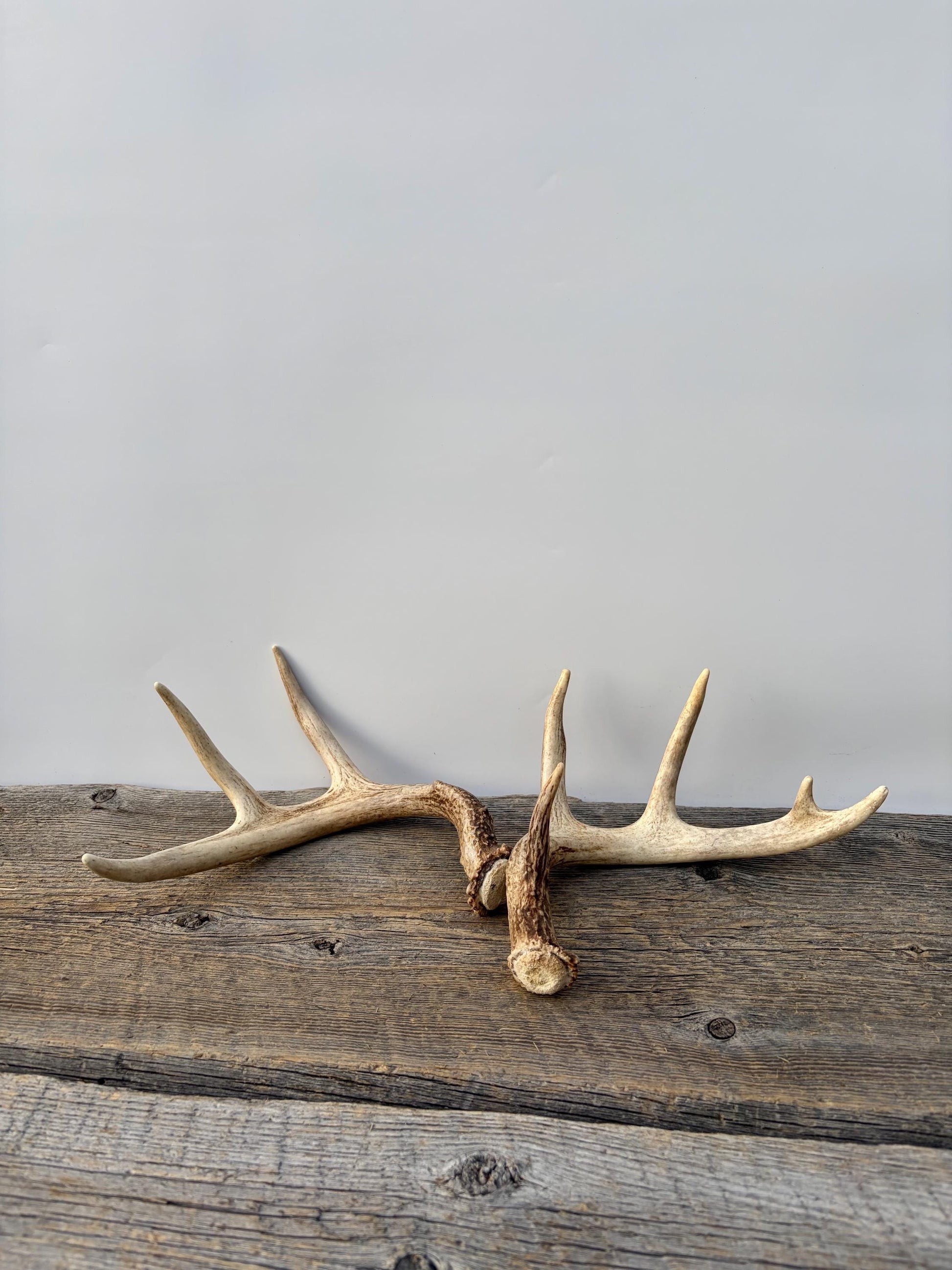 Deer Antlers - White-tailed Deer Matching set. Canadian Buck. Small Crafting and Decor Antlers