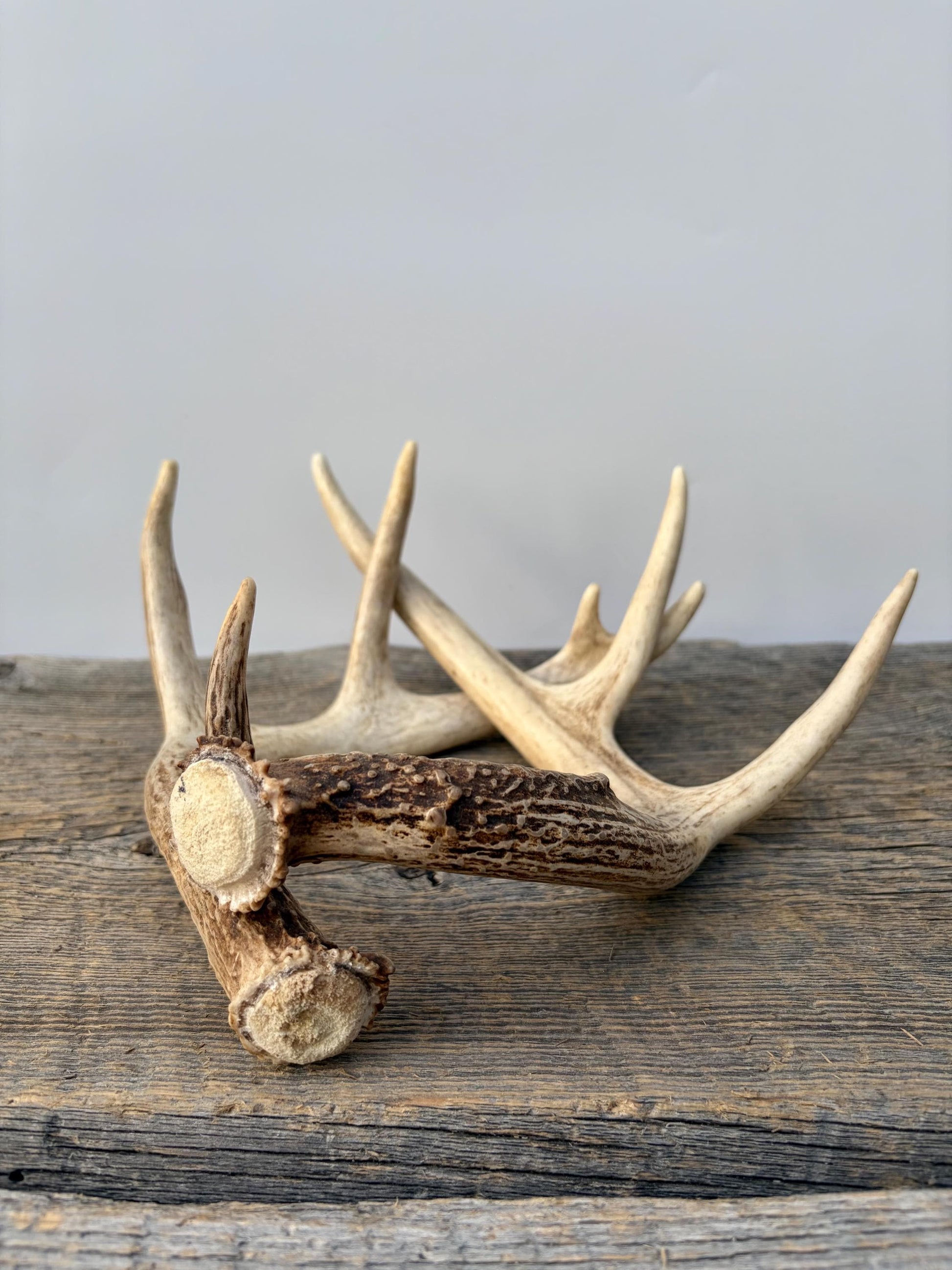 Deer Antlers - White-tailed Deer Matching set. Canadian Buck. Small Crafting and Decor Antlers