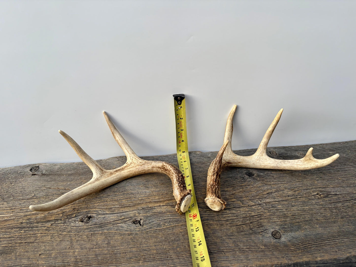Deer Antlers - White-tailed Deer Matching set. Canadian Buck. Small Crafting and Decor Antlers