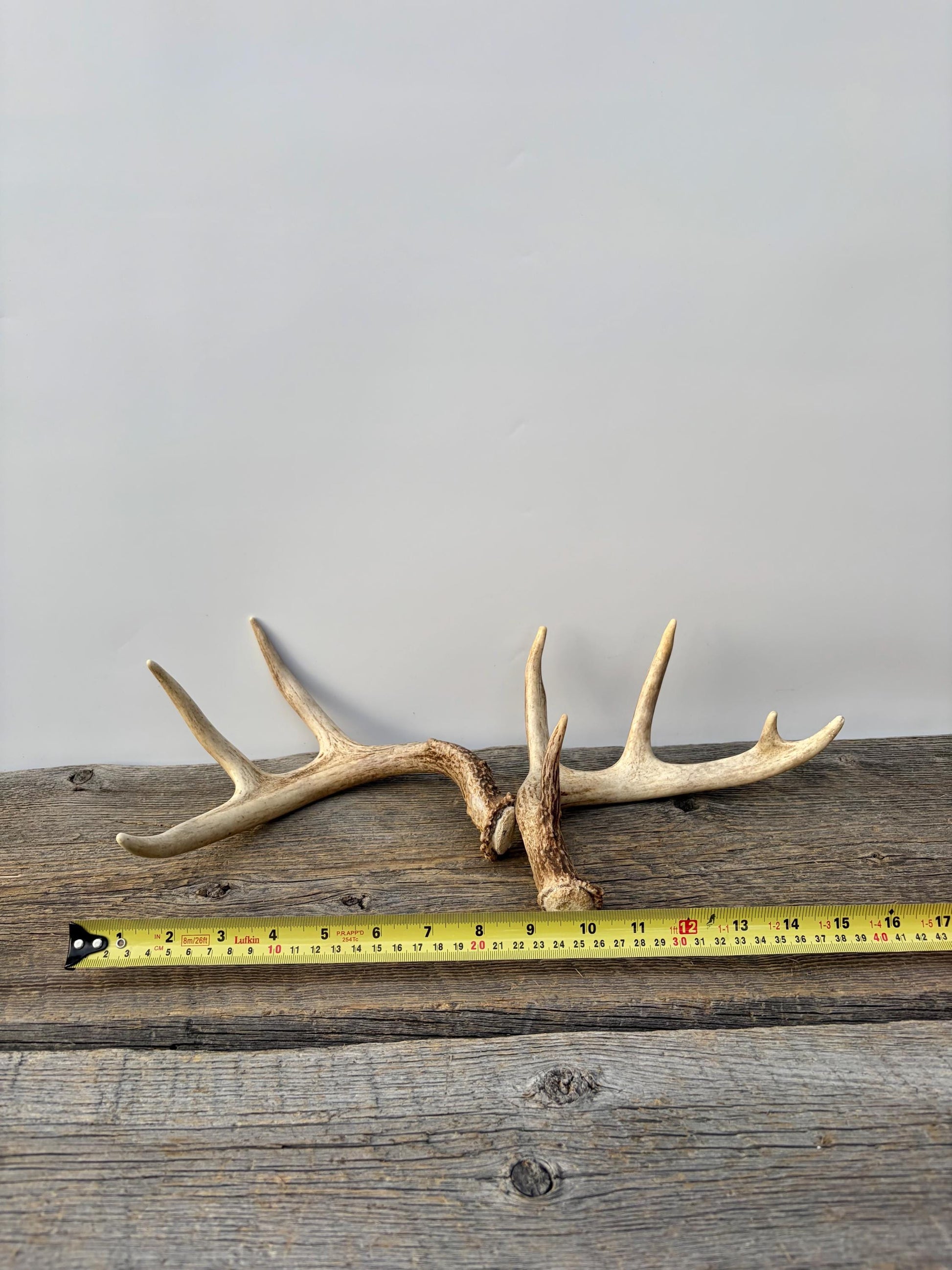 Deer Antlers - White-tailed Deer Matching set. Canadian Buck. Small Crafting and Decor Antlers