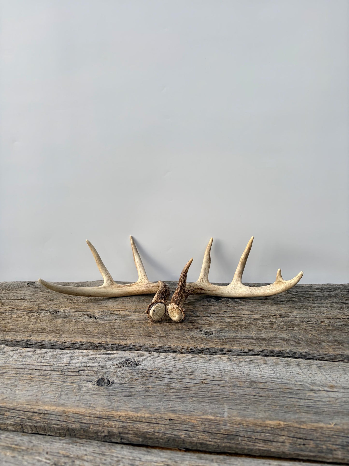 Deer Antlers - White-tailed Deer Matching set. Canadian Buck. Small Crafting and Decor Antlers