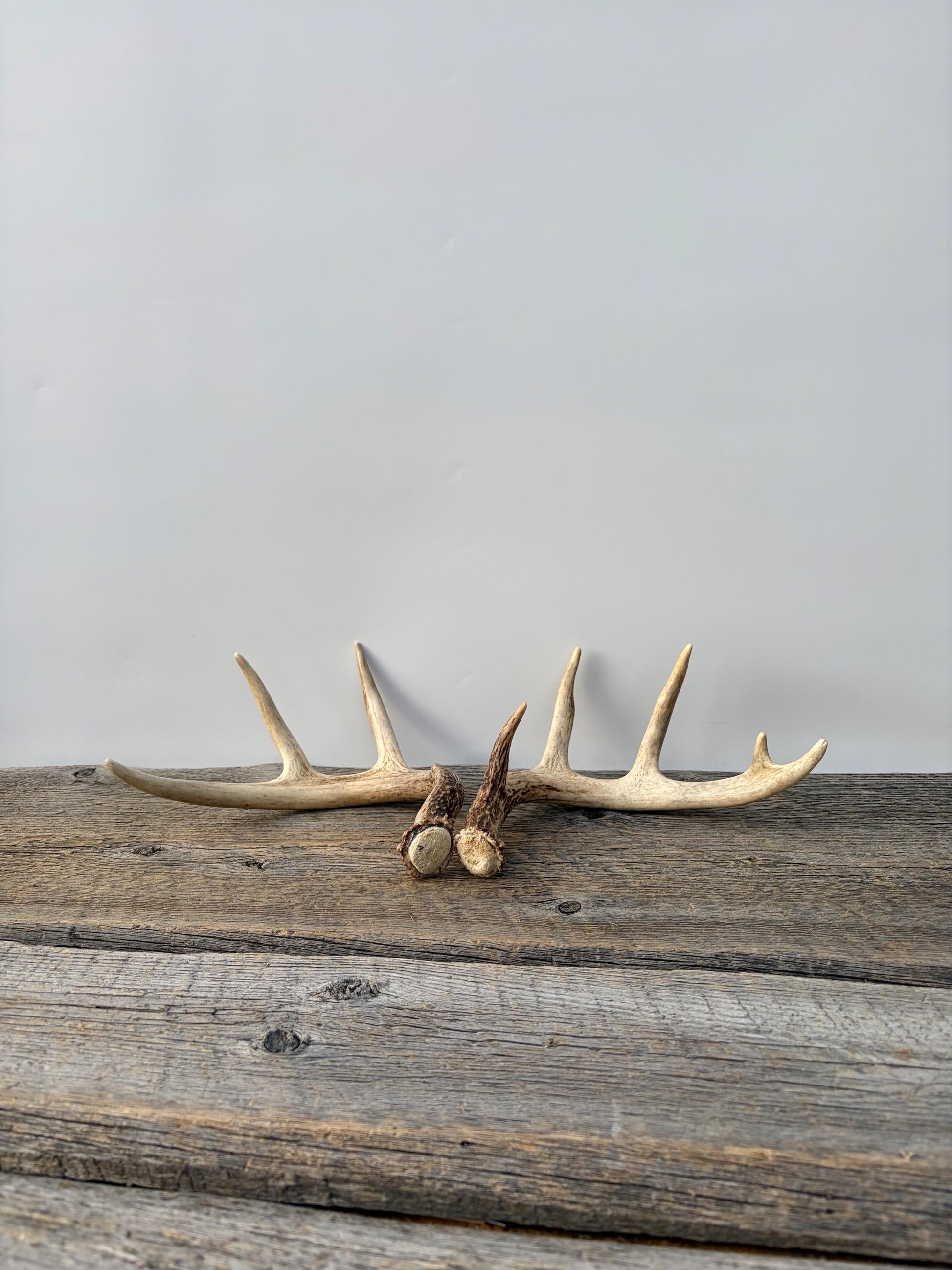 Deer Antlers - White-tailed Deer Matching set. Canadian Buck. Small Crafting and Decor Antlers