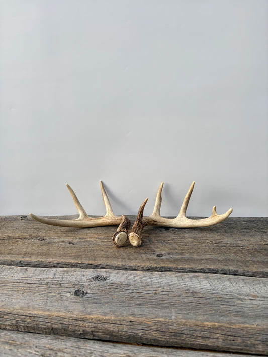 Deer Antlers - White-tailed Deer Matching set. Canadian Buck. Small Crafting and Decor Antlers