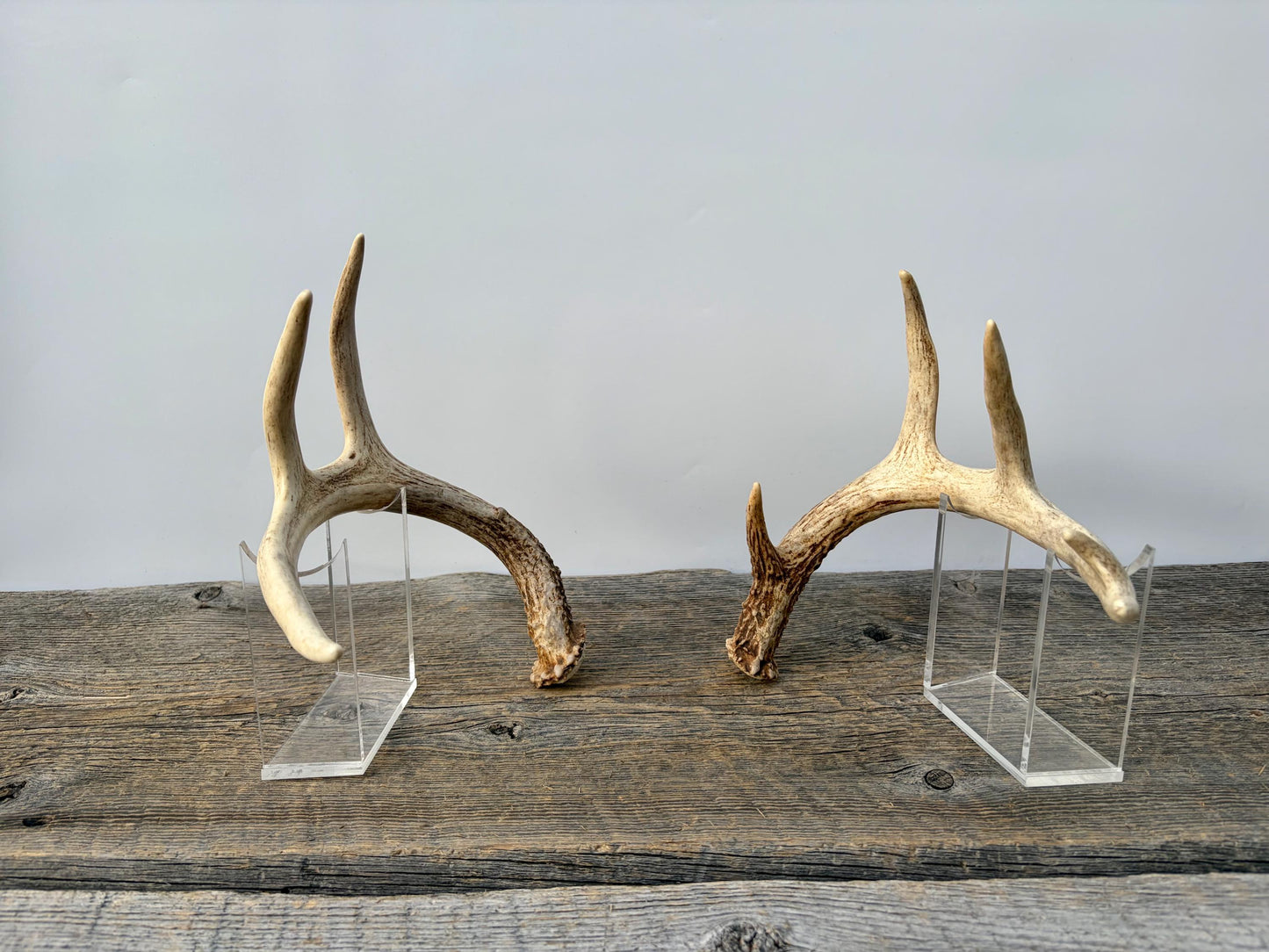 Deer Antlers - White-tailed Deer Matching set. Canadian Buck. Small Crafting and Decor Antlers