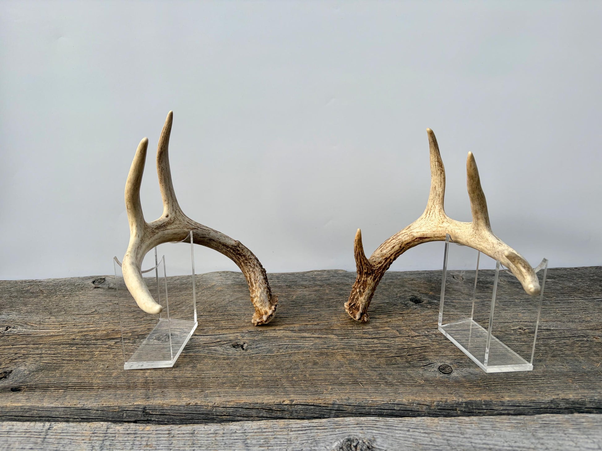 Deer Antlers - White-tailed Deer Matching set. Canadian Buck. Small Crafting and Decor Antlers