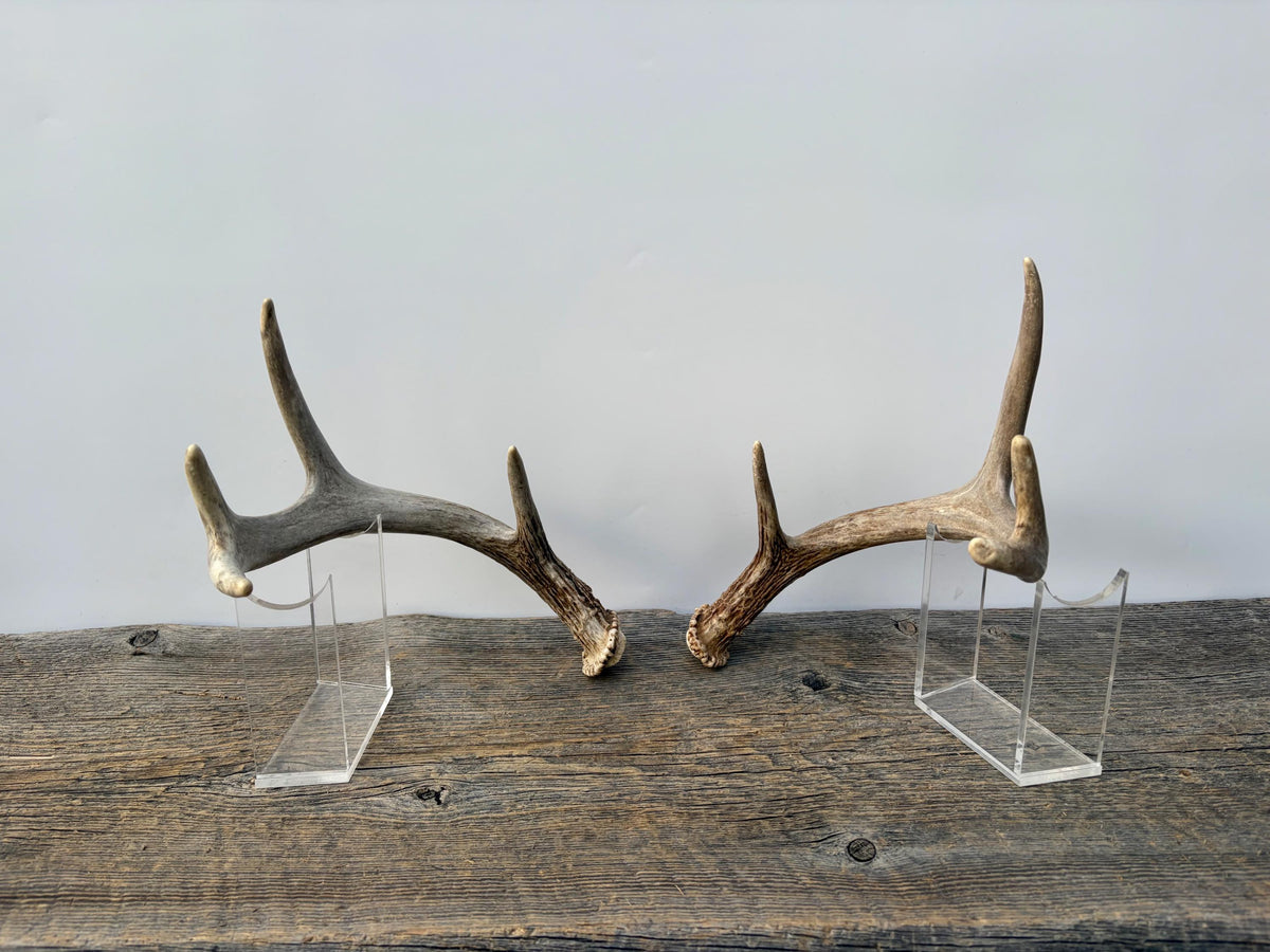 Deer Antlers - White-tailed Deer Matching set. Canadian Buck. Small Crafting and Decor Antlers