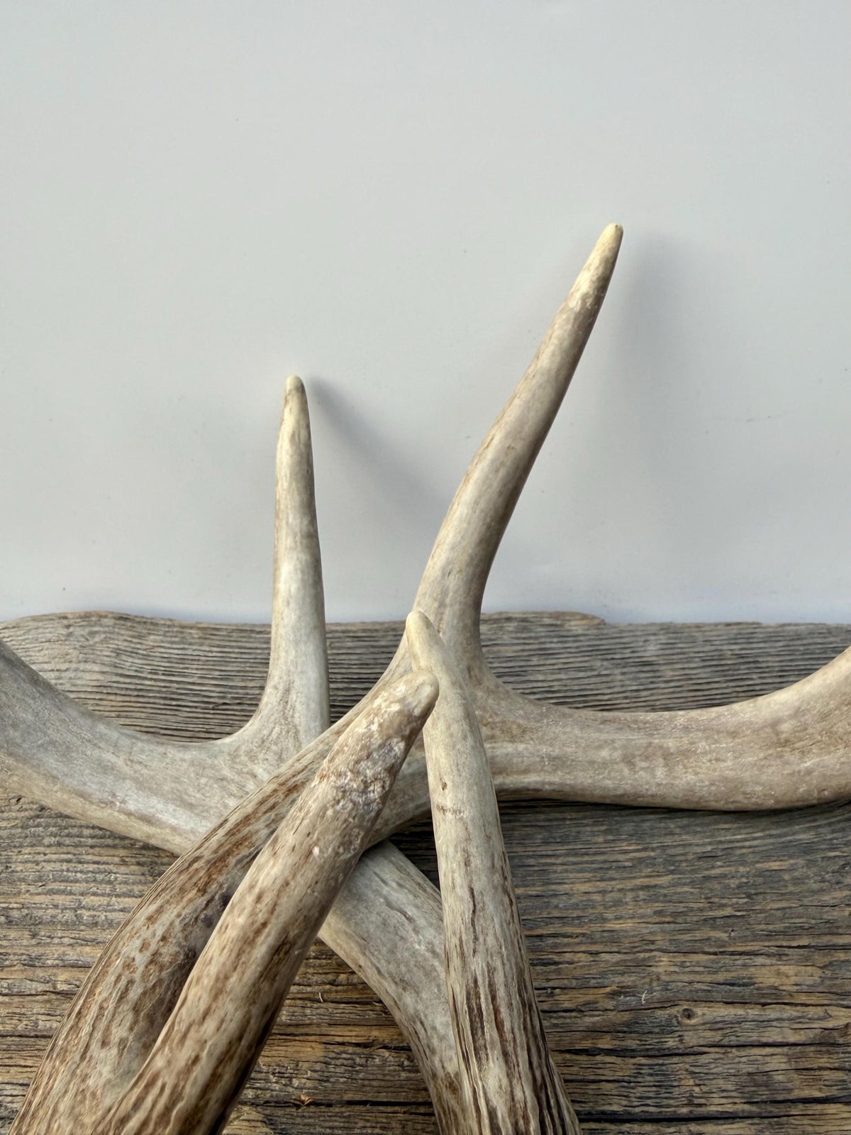 Deer Antlers - White-tailed Deer Matching set. Canadian Buck. Small Crafting and Decor Antlers