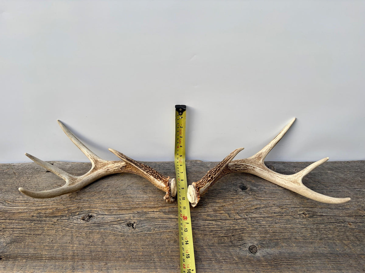 Deer Antlers - White-tailed Deer Matching set. Canadian Buck. Small 8 point set of Crafting and Decor Antlers