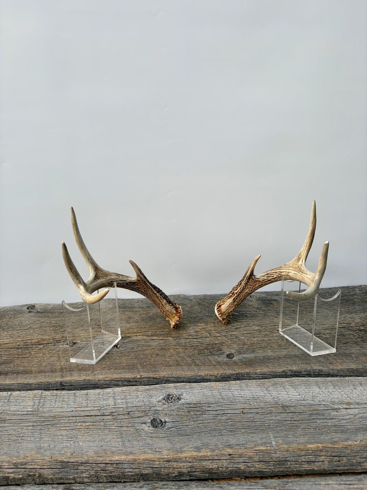 Deer Antlers - White-tailed Deer Matching set. Canadian Buck. Small 8 point set of Crafting and Decor Antlers
