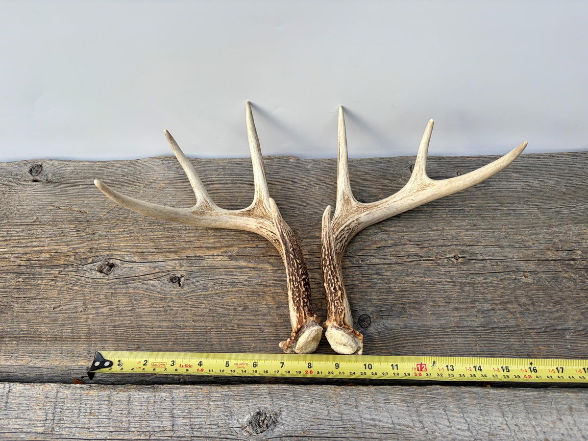 Deer Antlers - White-tailed Deer Matching set. Canadian Buck. Small 8 point set of Crafting and Decor Antlers