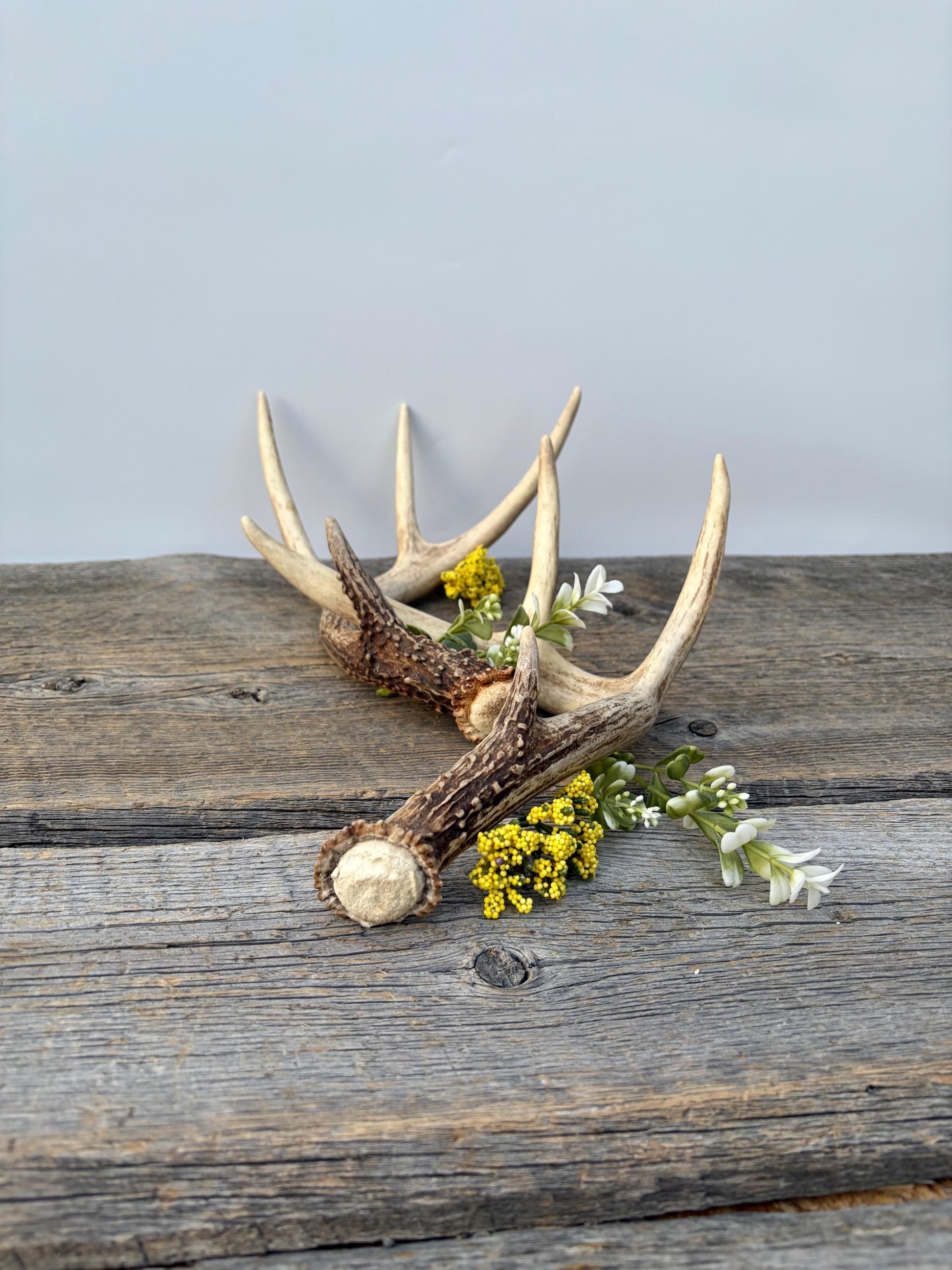Matched White-Tailed Deer Antlers: Freshly Shed, small 8-Point set.