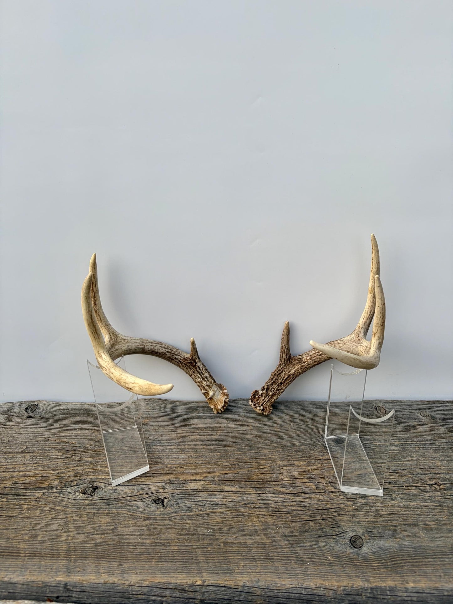 Matched White-Tailed Deer Antlers: Freshly Shed, small 8-Point set.