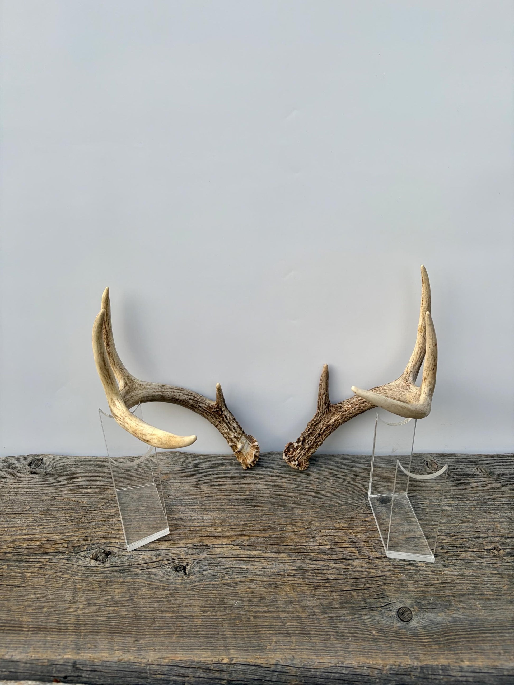 Matched White-Tailed Deer Antlers: Freshly Shed, small 8-Point set.