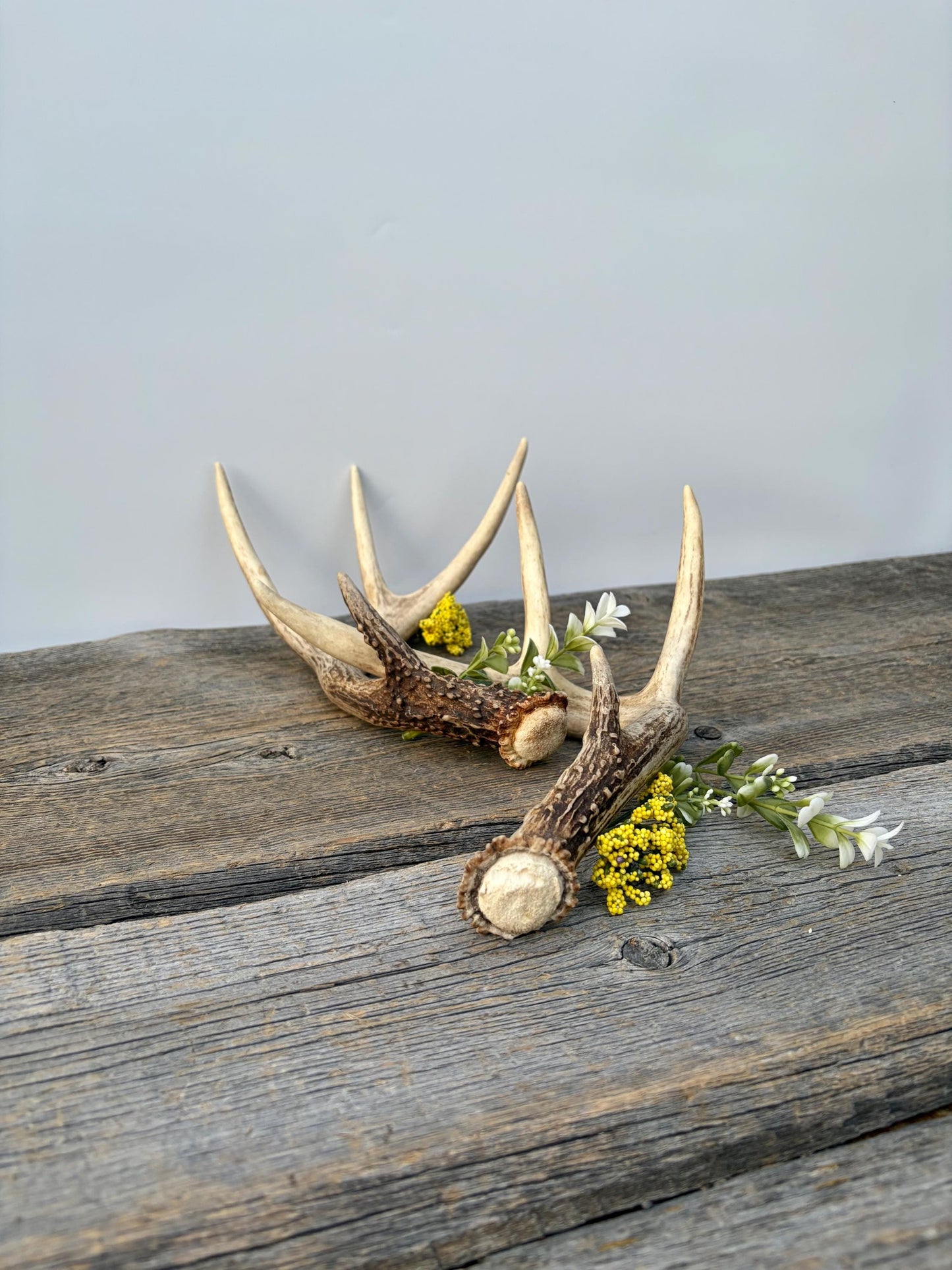 Matched White-Tailed Deer Antlers: Freshly Shed, small 8-Point set.