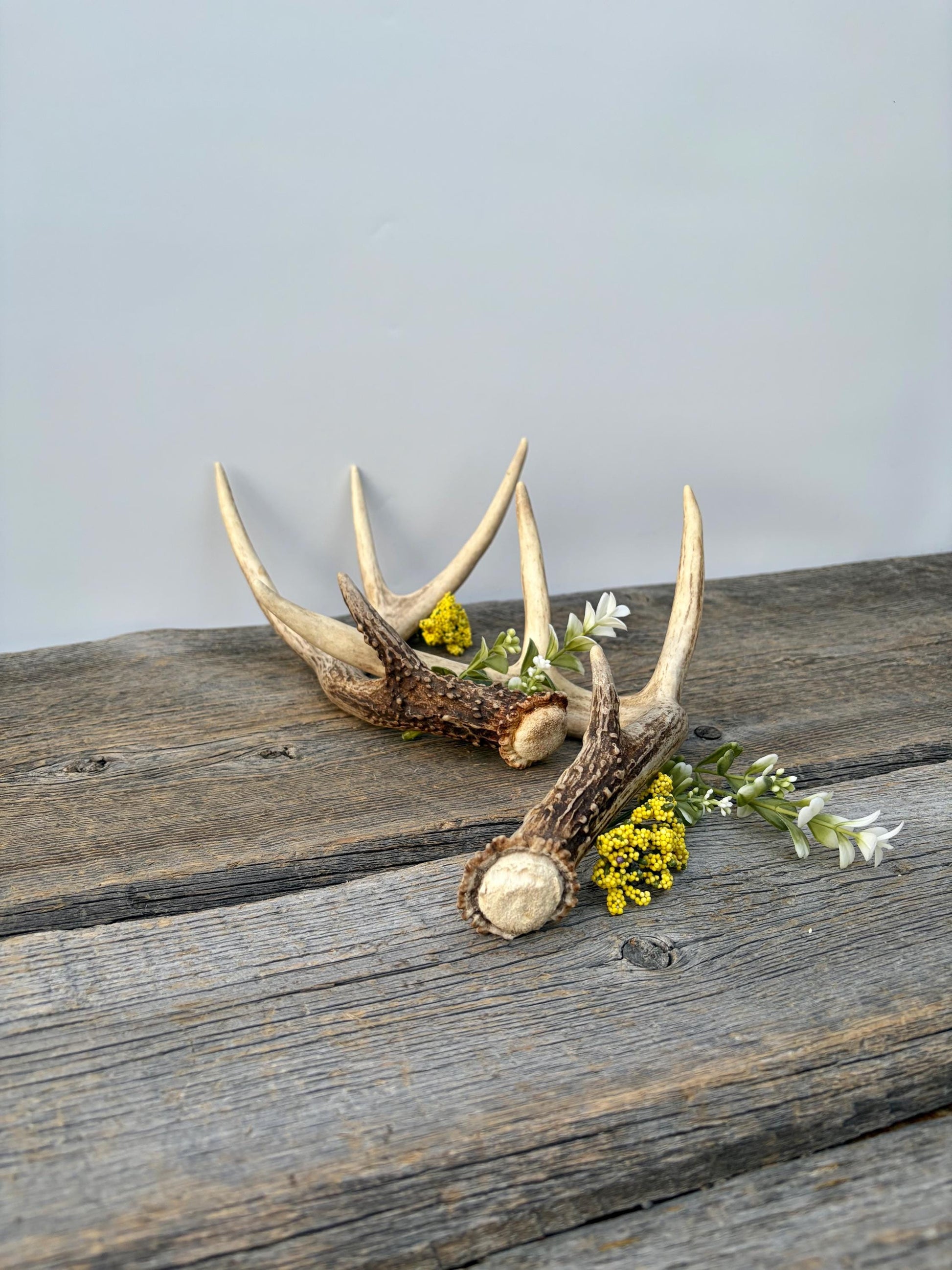 Matched White-Tailed Deer Antlers: Freshly Shed, small 8-Point set.