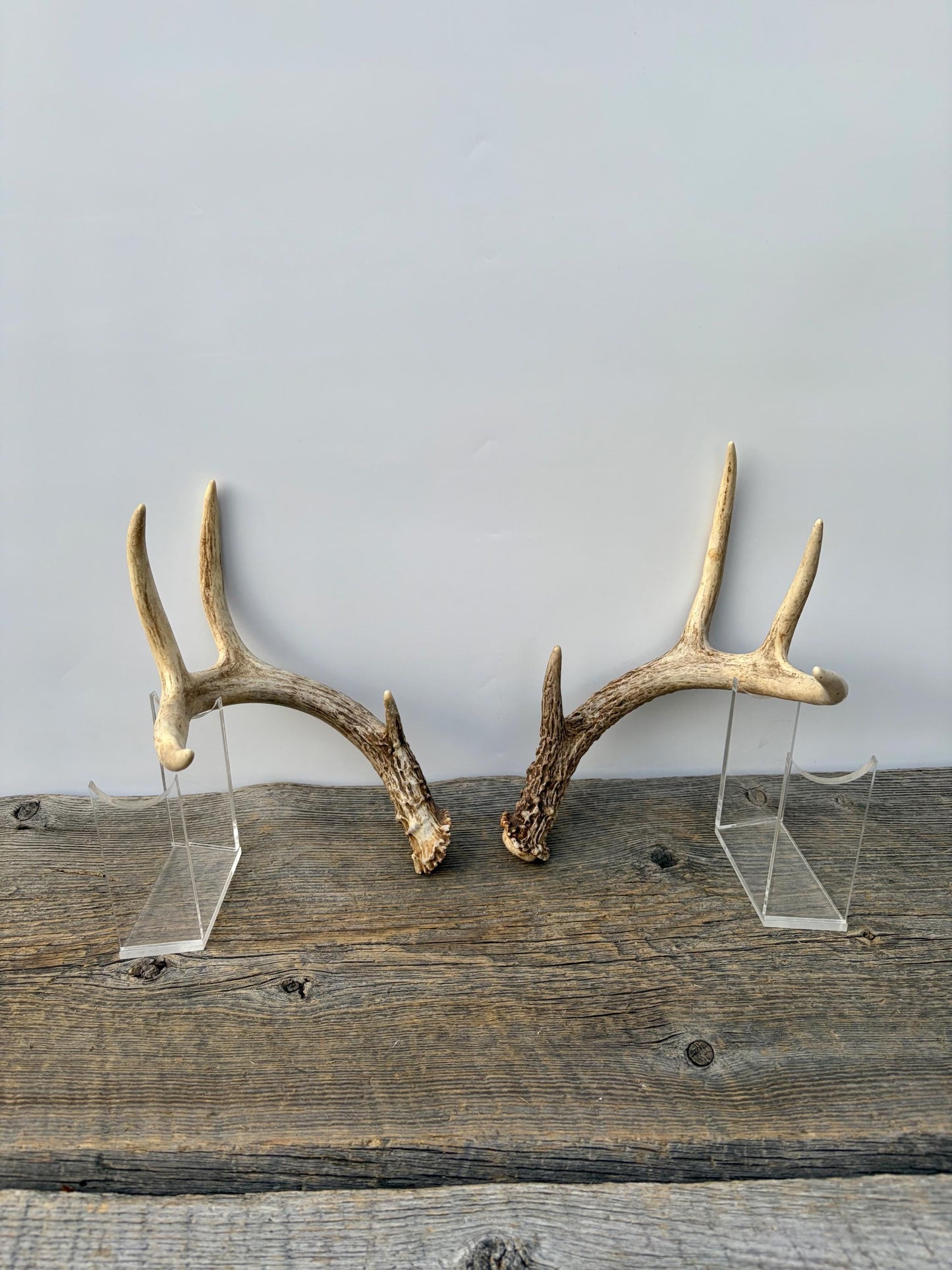 Matched White-Tailed Deer Antlers: Freshly Shed, small 8-Point set.