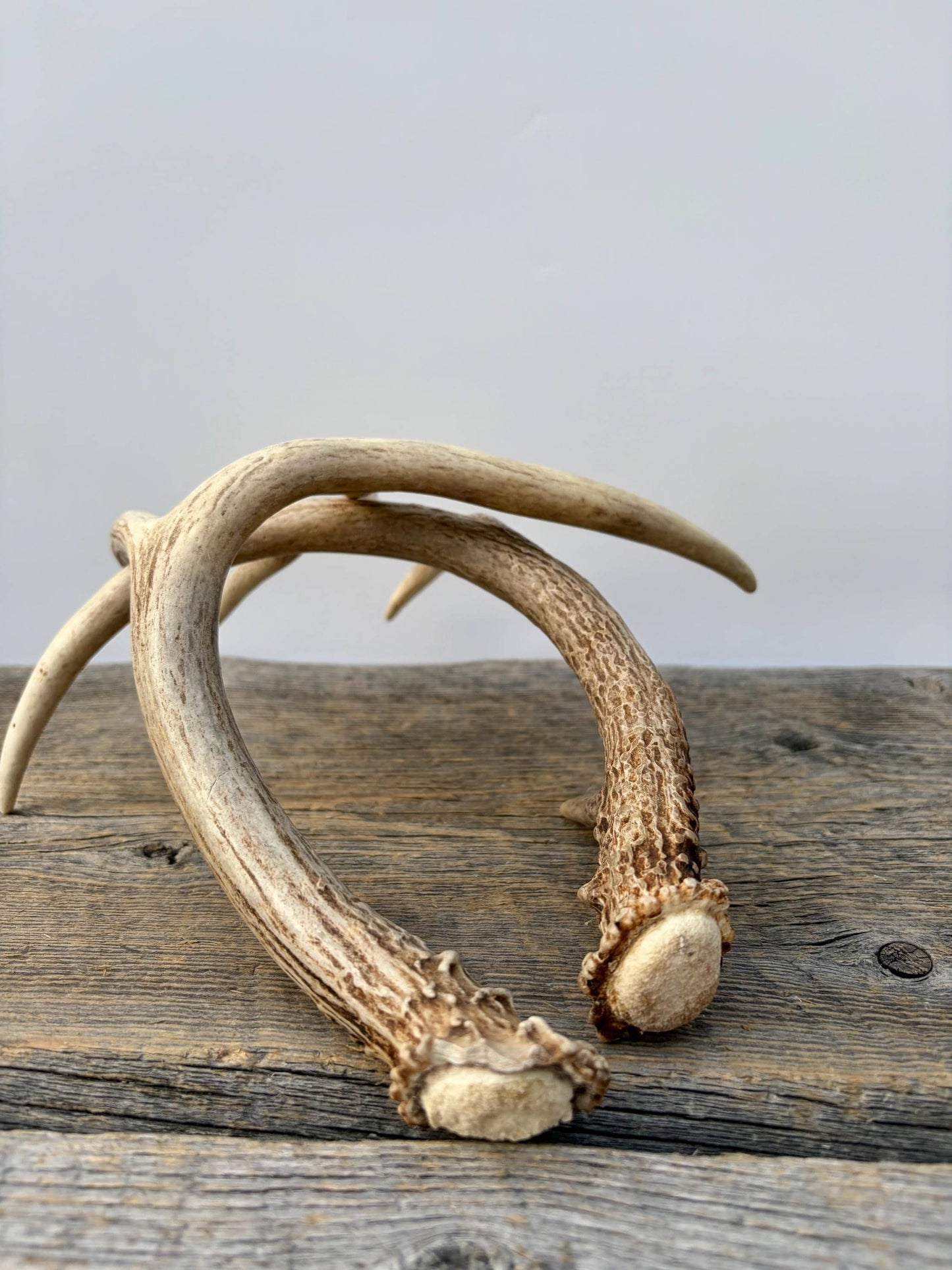 Matched White-Tailed Deer Antlers: Freshly Shed, small 8-Point set.