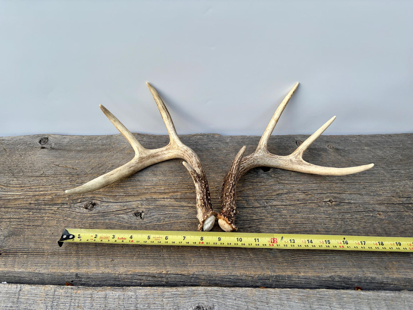 Matched White-Tailed Deer Antlers: Freshly Shed, small 8-Point set.