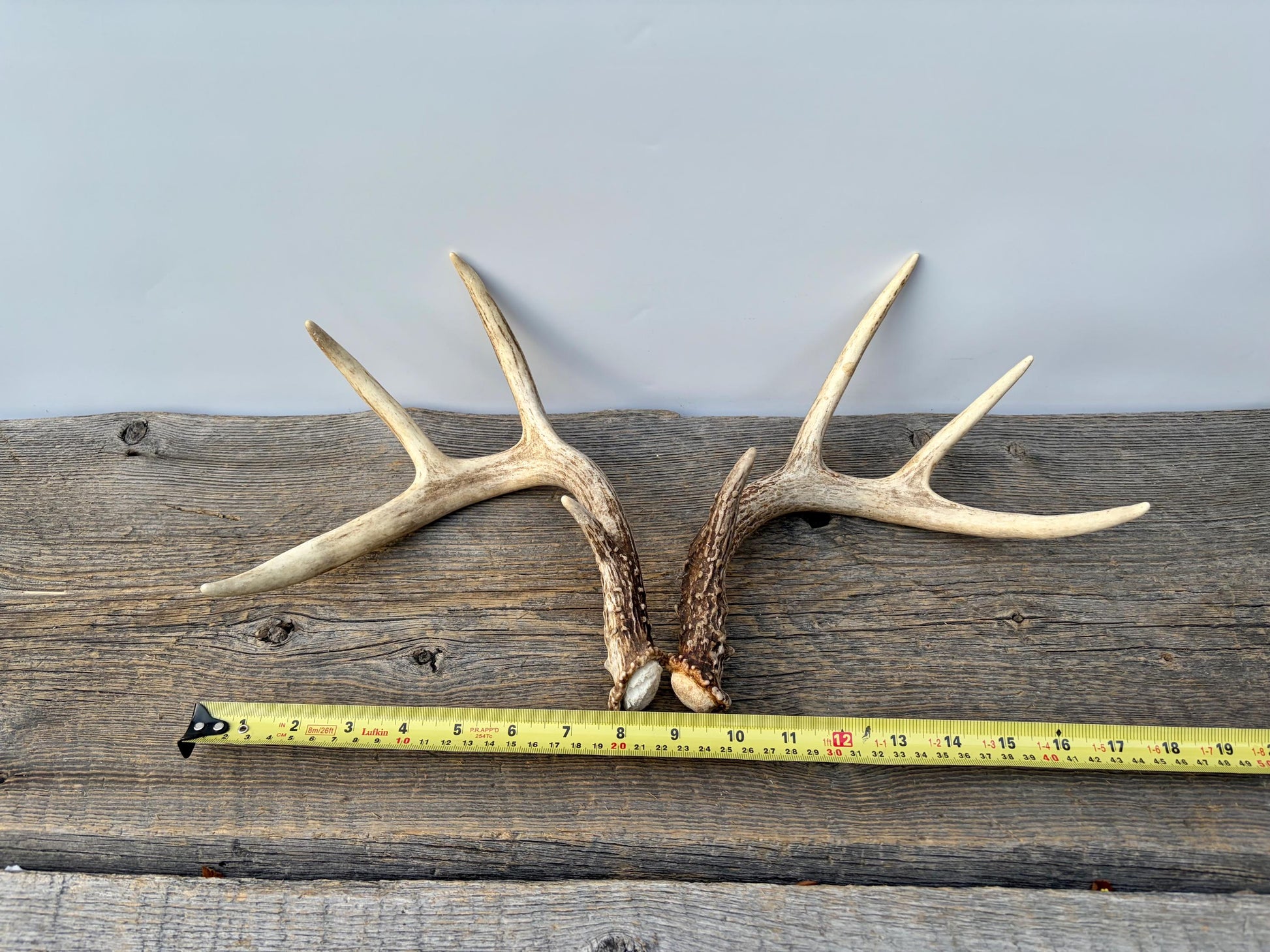 Matched White-Tailed Deer Antlers: Freshly Shed, small 8-Point set.