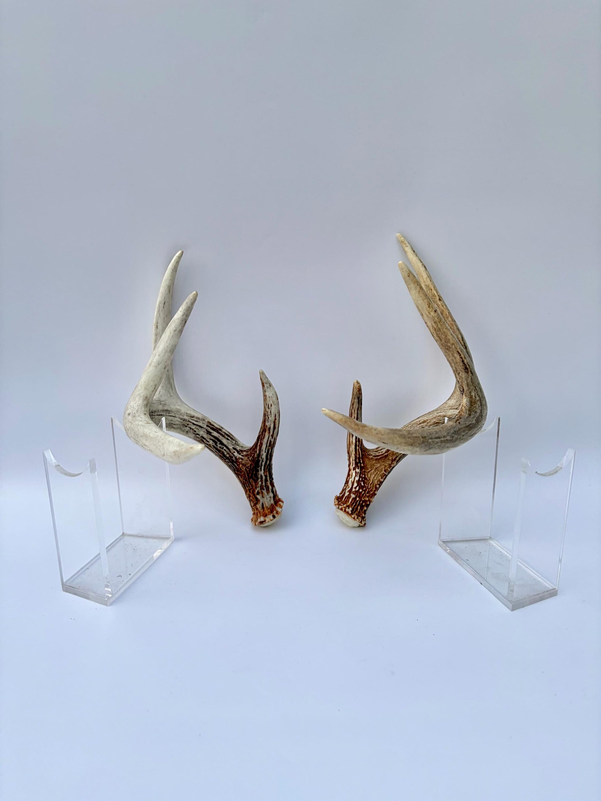 Matched White-Tailed Deer Antlers: Freshly Shed, small 8-Point set.