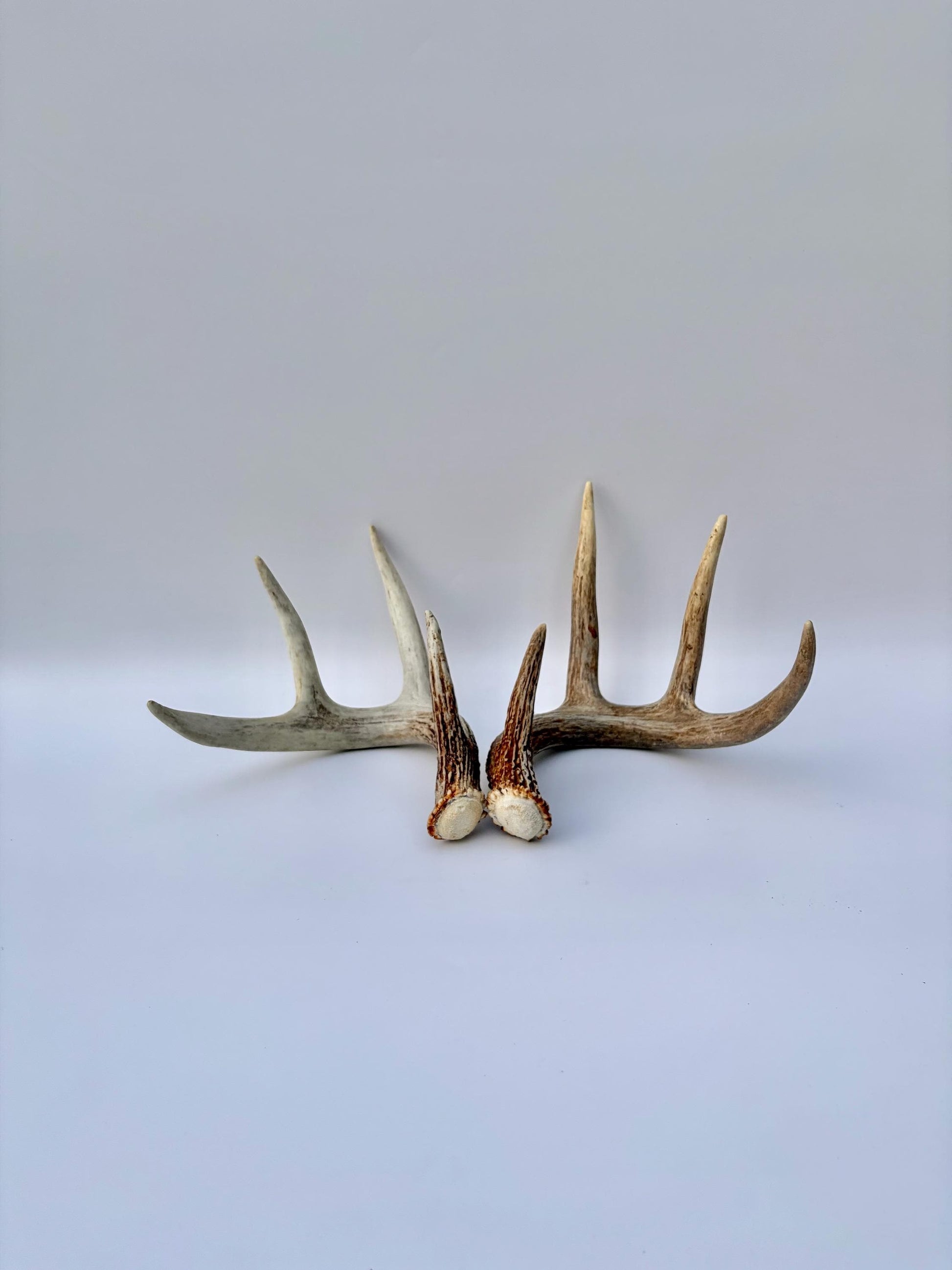 Matched White-Tailed Deer Antlers: Freshly Shed, small 8-Point set.